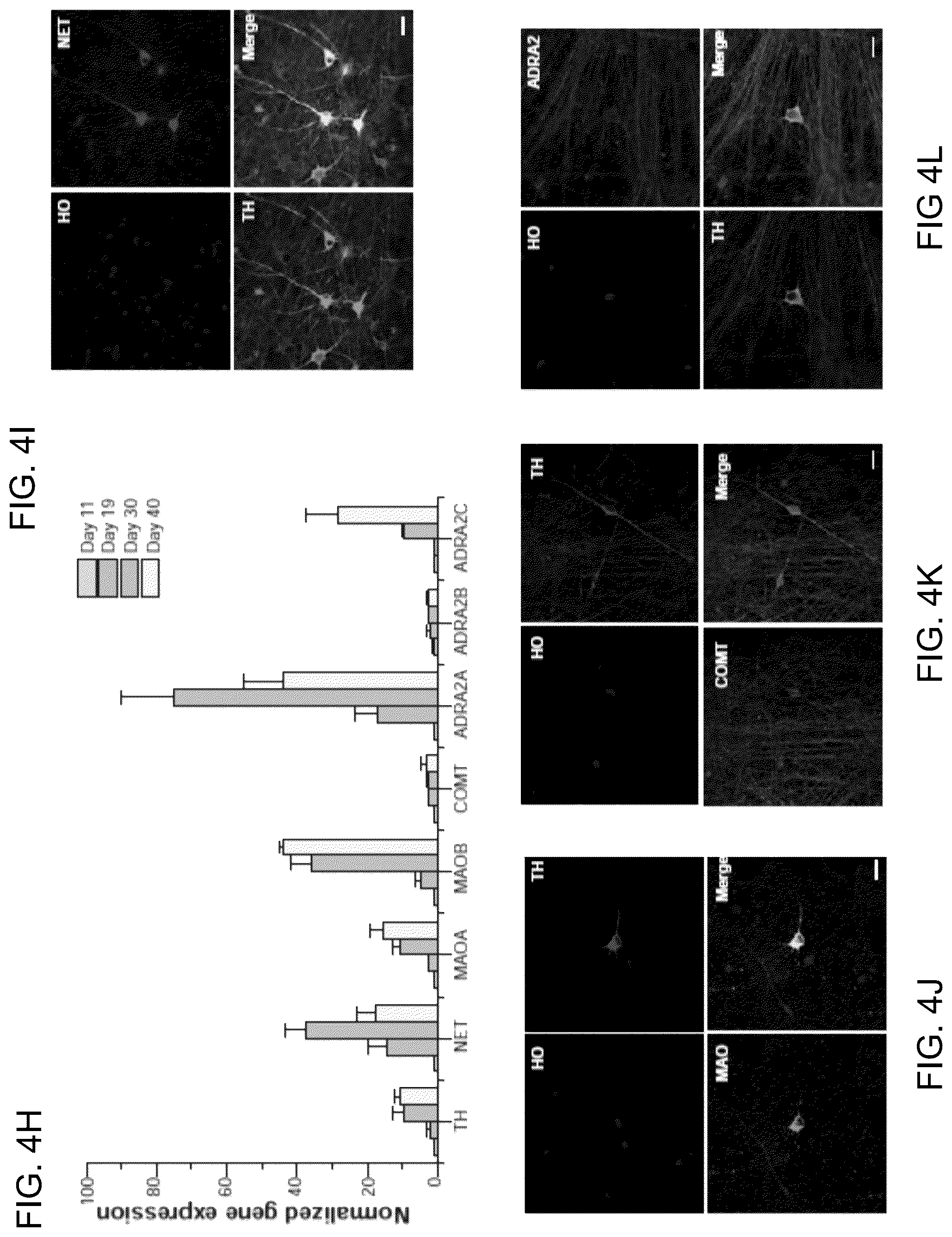 Patent US12297453 Figure 17 – Generation of norepinephrine neurons from human stem cells