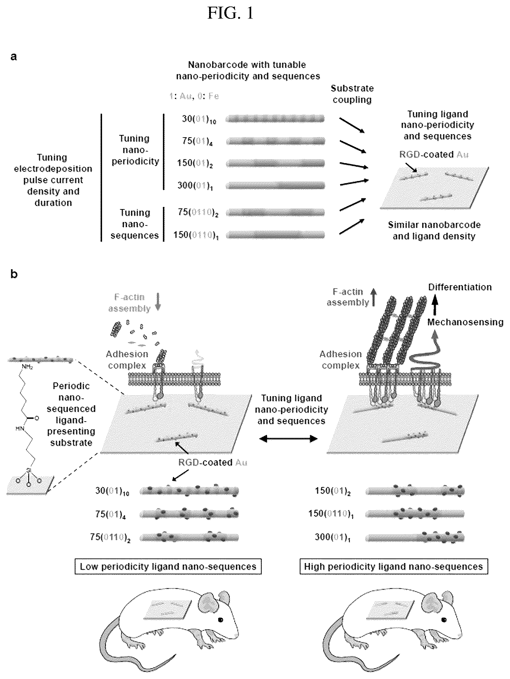 Patent US12297456 Figure 1 – Nanobarcode for controlling cell adhesion and differentiation of stem cells, preparation method thereof, and method of controlling adhesion and differentiation of stem cells by using the same