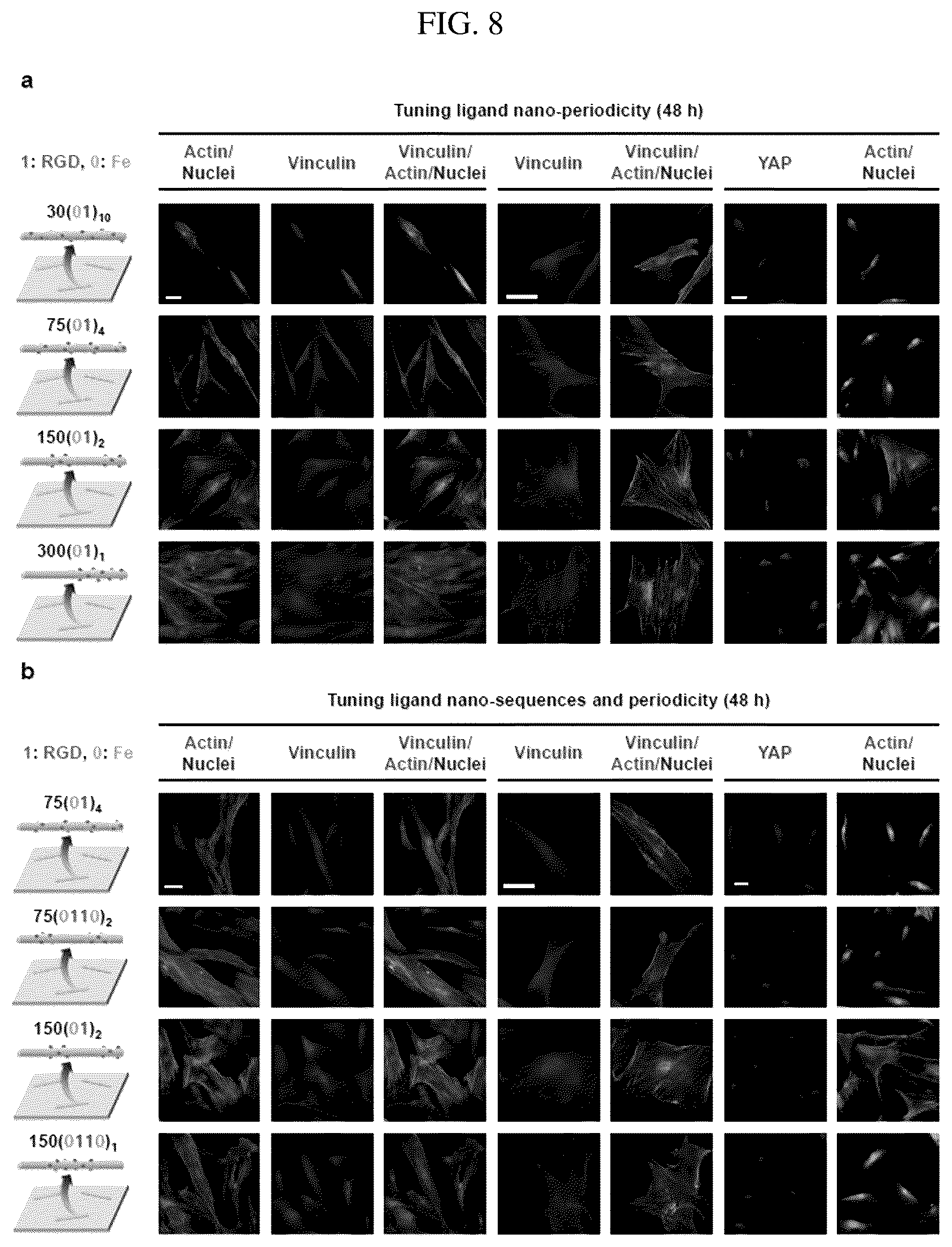 Patent US12297456 Figure 8 – Nanobarcode for controlling cell adhesion and differentiation of stem cells, preparation method thereof, and method of controlling adhesion and differentiation of stem cells by using the same
