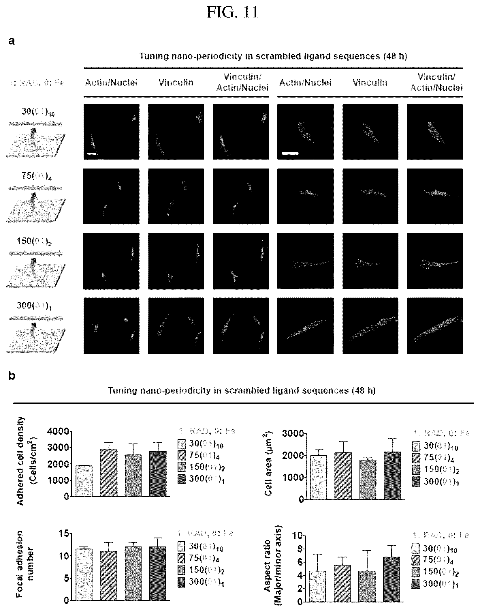 Patent US12297456 Figure 11 – Nanobarcode for controlling cell adhesion and differentiation of stem cells, preparation method thereof, and method of controlling adhesion and differentiation of stem cells by using the same