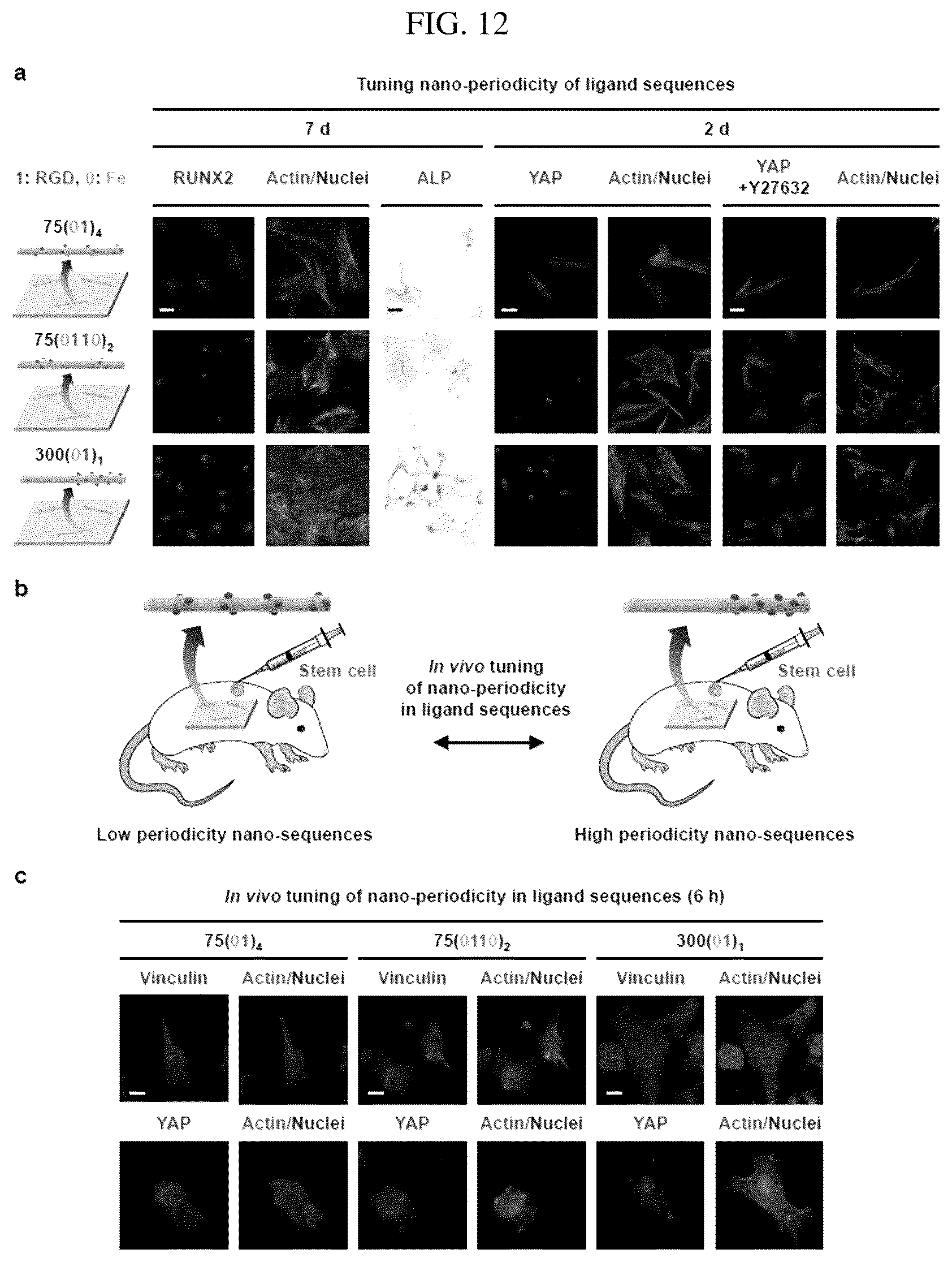 Patent US12297456 Figure 12 – Nanobarcode for controlling cell adhesion and differentiation of stem cells, preparation method thereof, and method of controlling adhesion and differentiation of stem cells by using the same