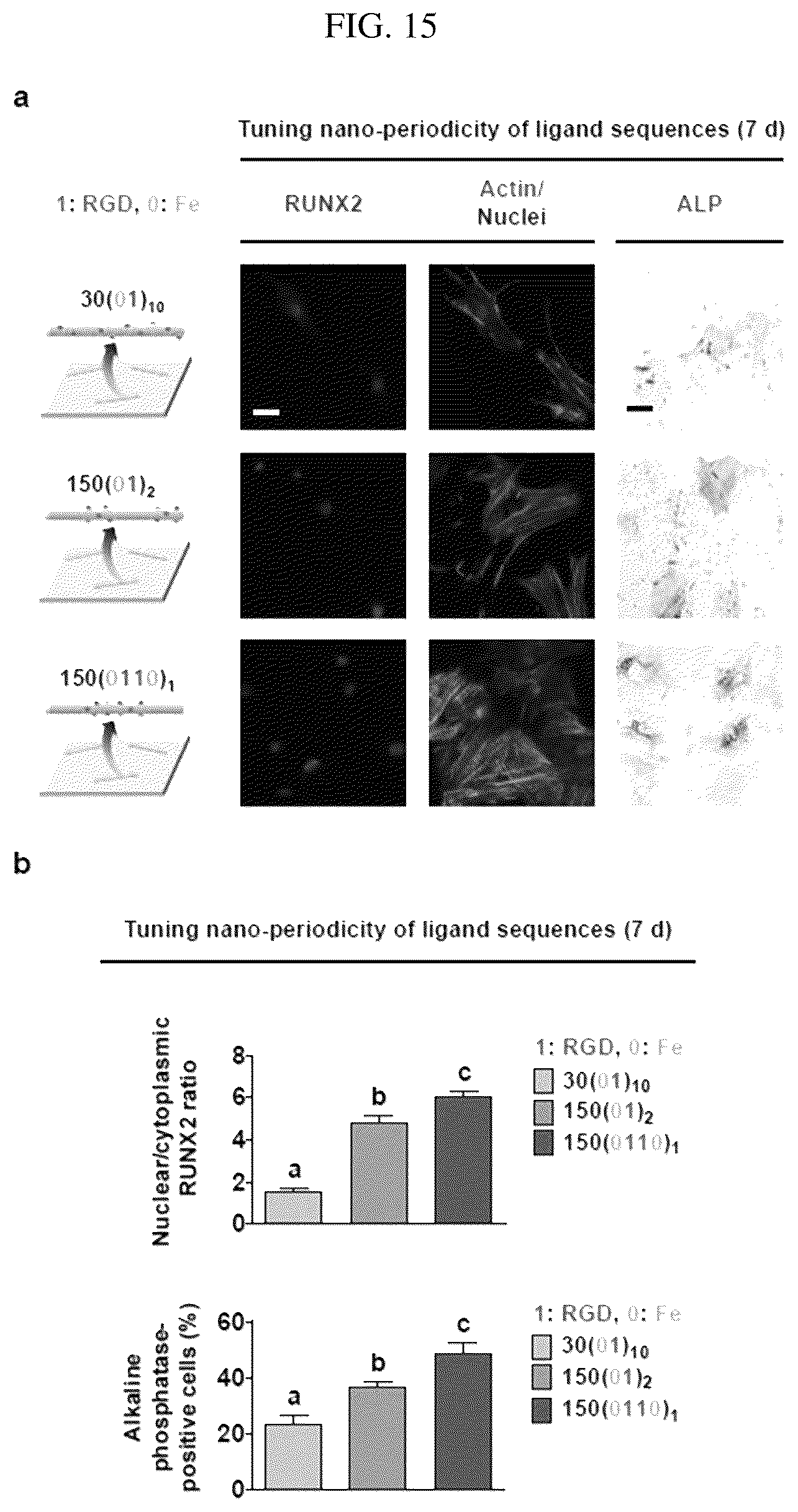 Patent US12297456 Figure 15 – Nanobarcode for controlling cell adhesion and differentiation of stem cells, preparation method thereof, and method of controlling adhesion and differentiation of stem cells by using the same