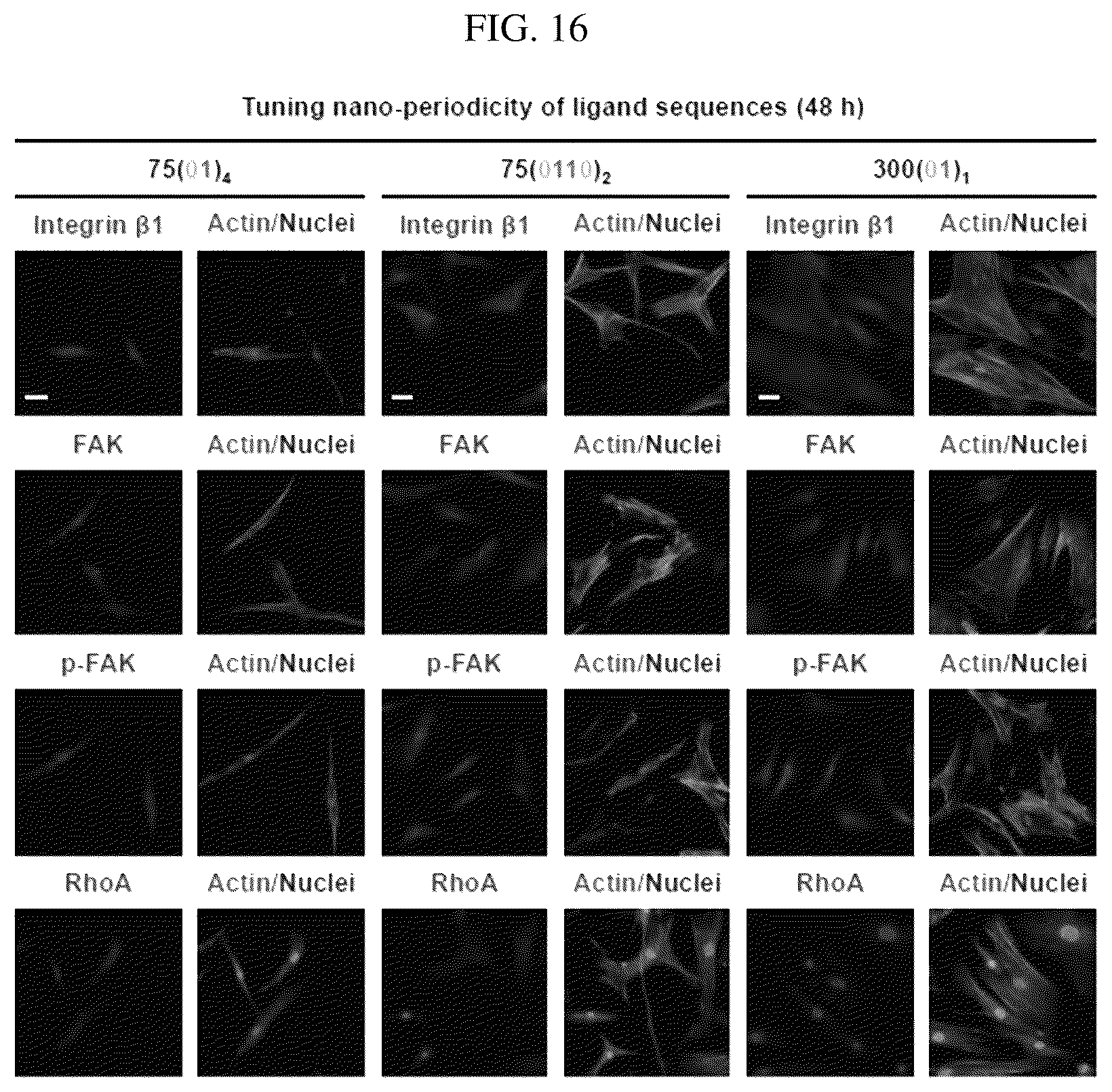 Patent US12297456 Figure 16 – Nanobarcode for controlling cell adhesion and differentiation of stem cells, preparation method thereof, and method of controlling adhesion and differentiation of stem cells by using the same