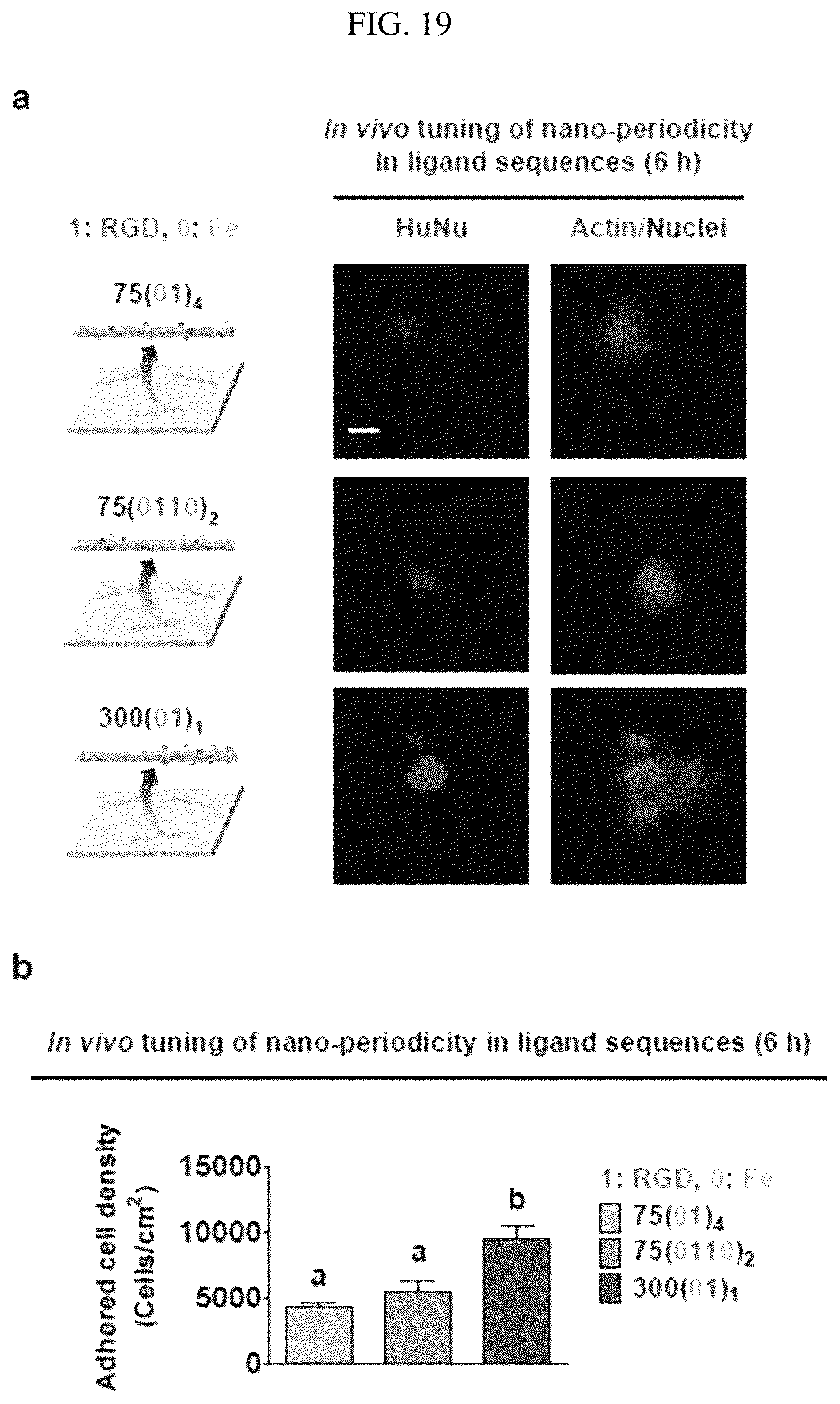 Patent US12297456 Figure 19 – Nanobarcode for controlling cell adhesion and differentiation of stem cells, preparation method thereof, and method of controlling adhesion and differentiation of stem cells by using the same