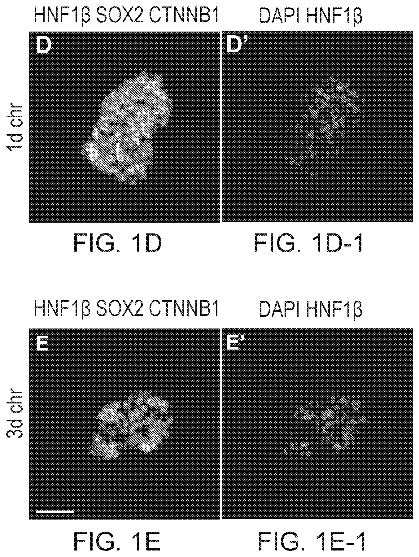 Patent US12297457 Figure 2 – Esophageal tissue and/or organoid compositions and methods of making same