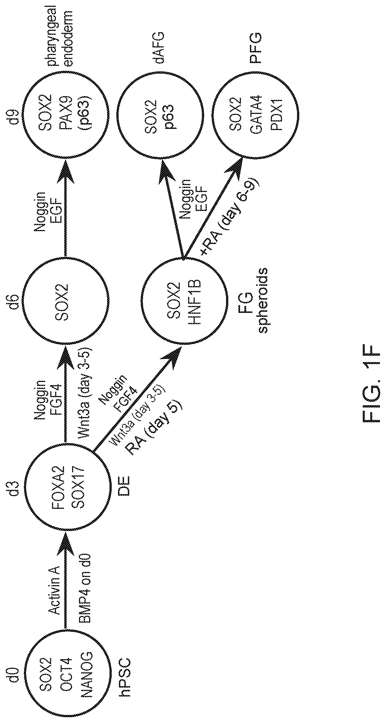 Patent US12297457 Figure 3 – Esophageal tissue and/or organoid compositions and methods of making same