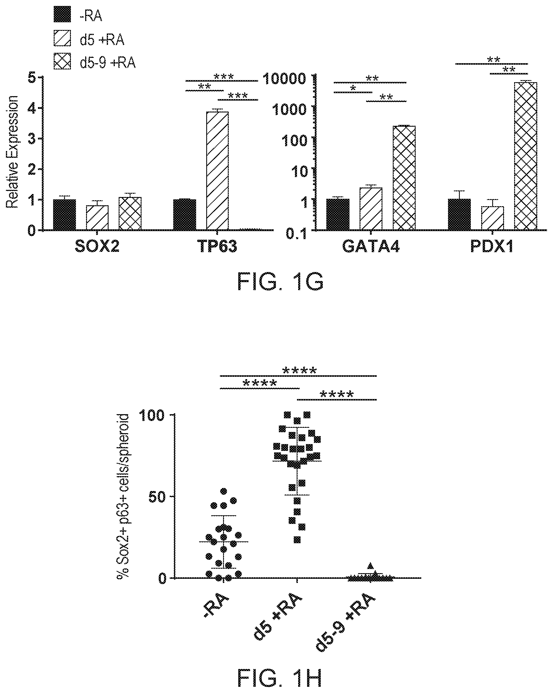 Patent US12297457 Figure 4 – Esophageal tissue and/or organoid compositions and methods of making same
