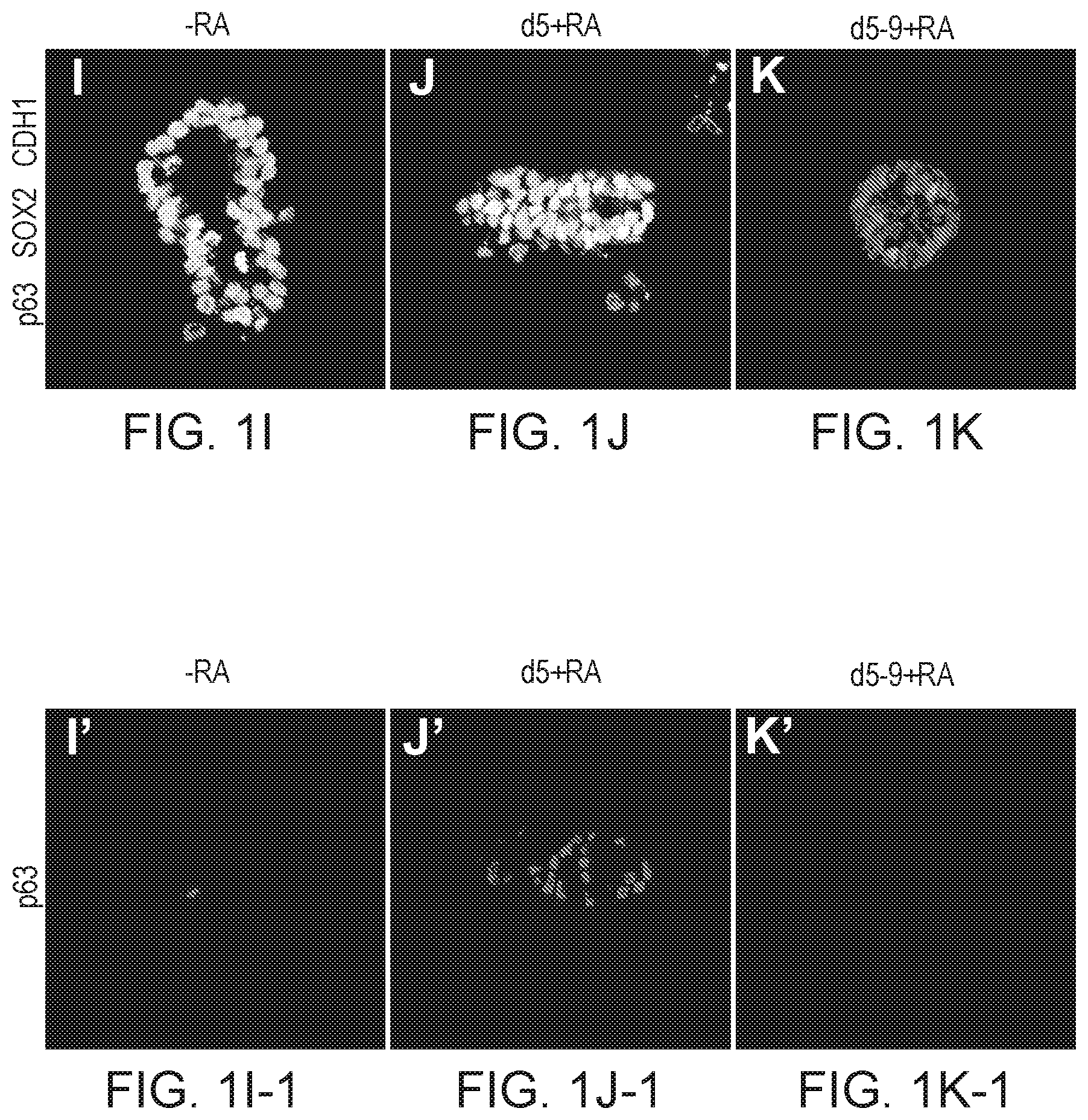 Patent US12297457 Figure 5 – Esophageal tissue and/or organoid compositions and methods of making same