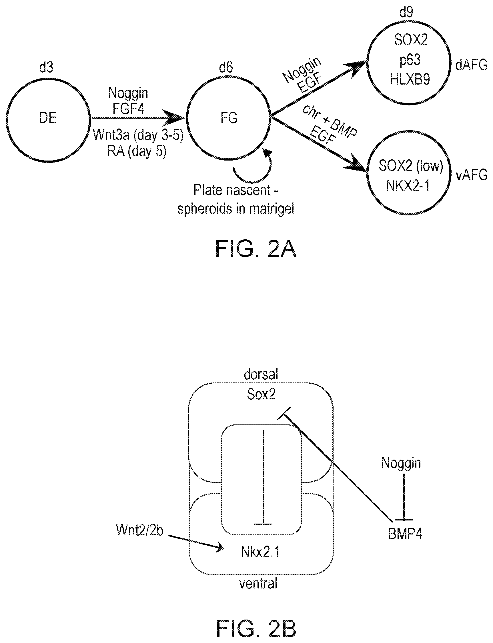 Patent US12297457 Figure 6 – Esophageal tissue and/or organoid compositions and methods of making same