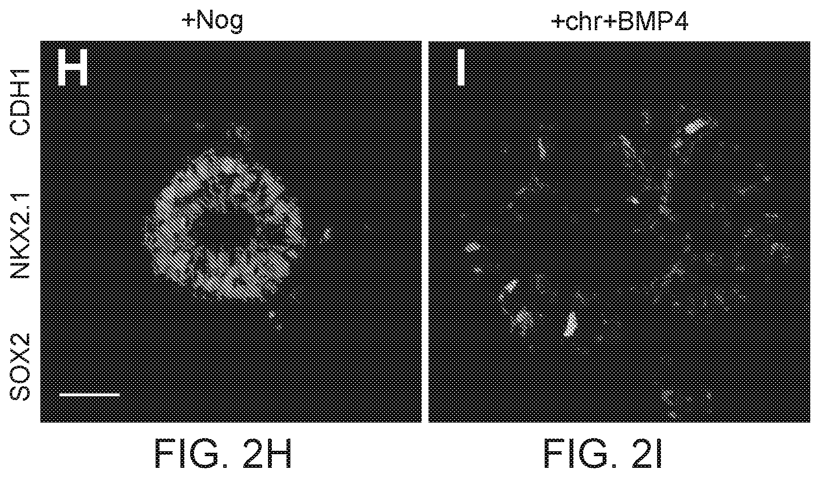 Patent US12297457 Figure 8 – Esophageal tissue and/or organoid compositions and methods of making same