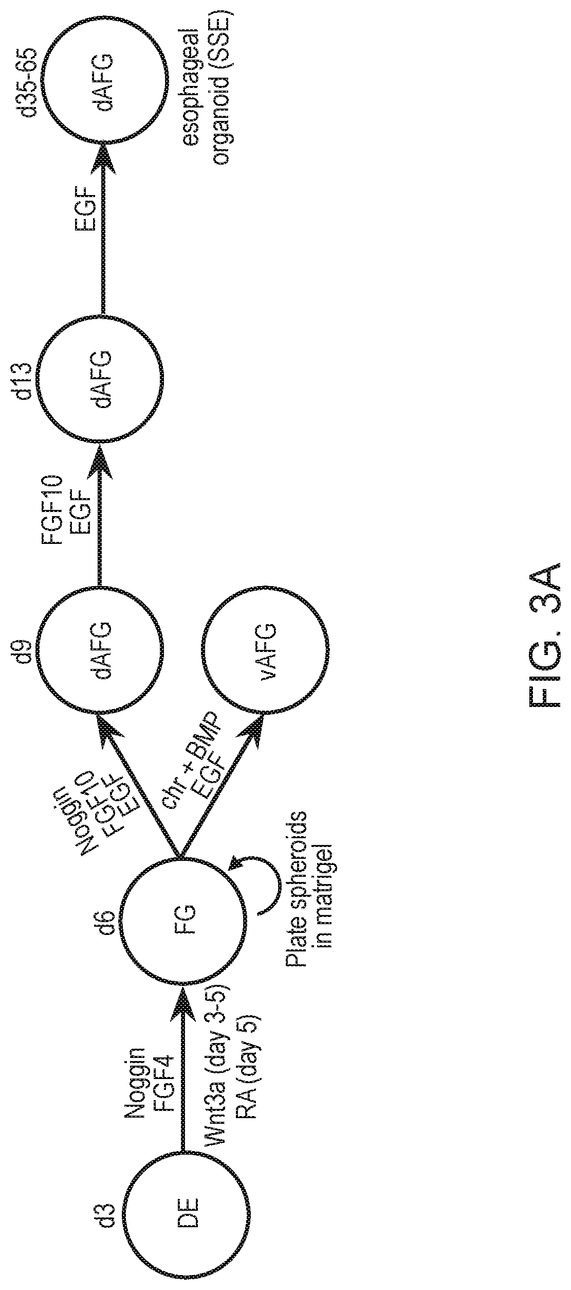 Patent US12297457 Figure 9 – Esophageal tissue and/or organoid compositions and methods of making same