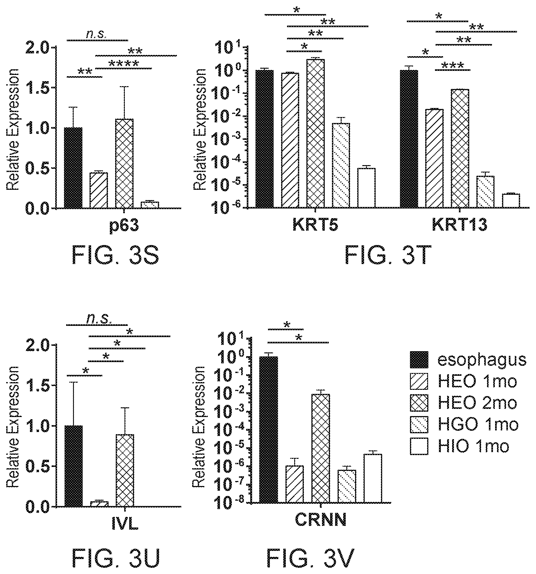 Patent US12297457 Figure 12 – Esophageal tissue and/or organoid compositions and methods of making same