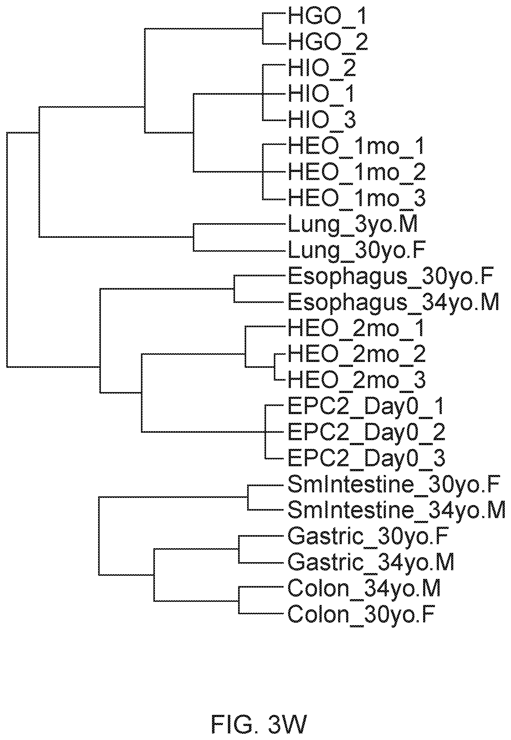 Patent US12297457 Figure 13 – Esophageal tissue and/or organoid compositions and methods of making same