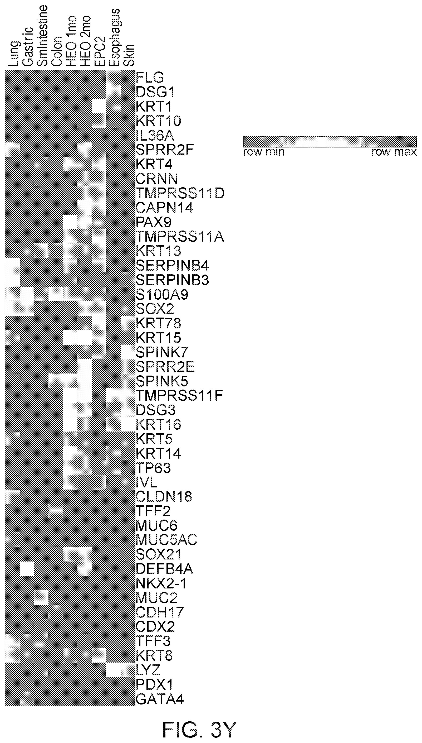 Patent US12297457 Figure 15 – Esophageal tissue and/or organoid compositions and methods of making same