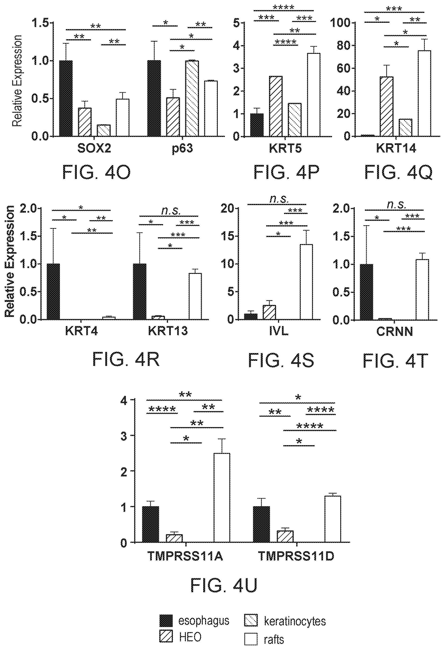 Patent US12297457 Figure 18 – Esophageal tissue and/or organoid compositions and methods of making same