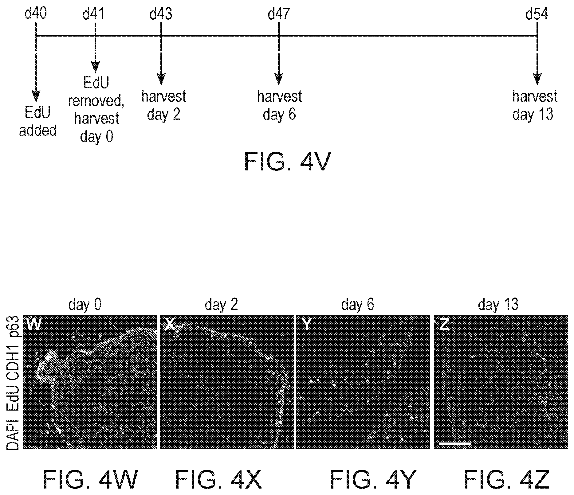 Patent US12297457 Figure 19 – Esophageal tissue and/or organoid compositions and methods of making same