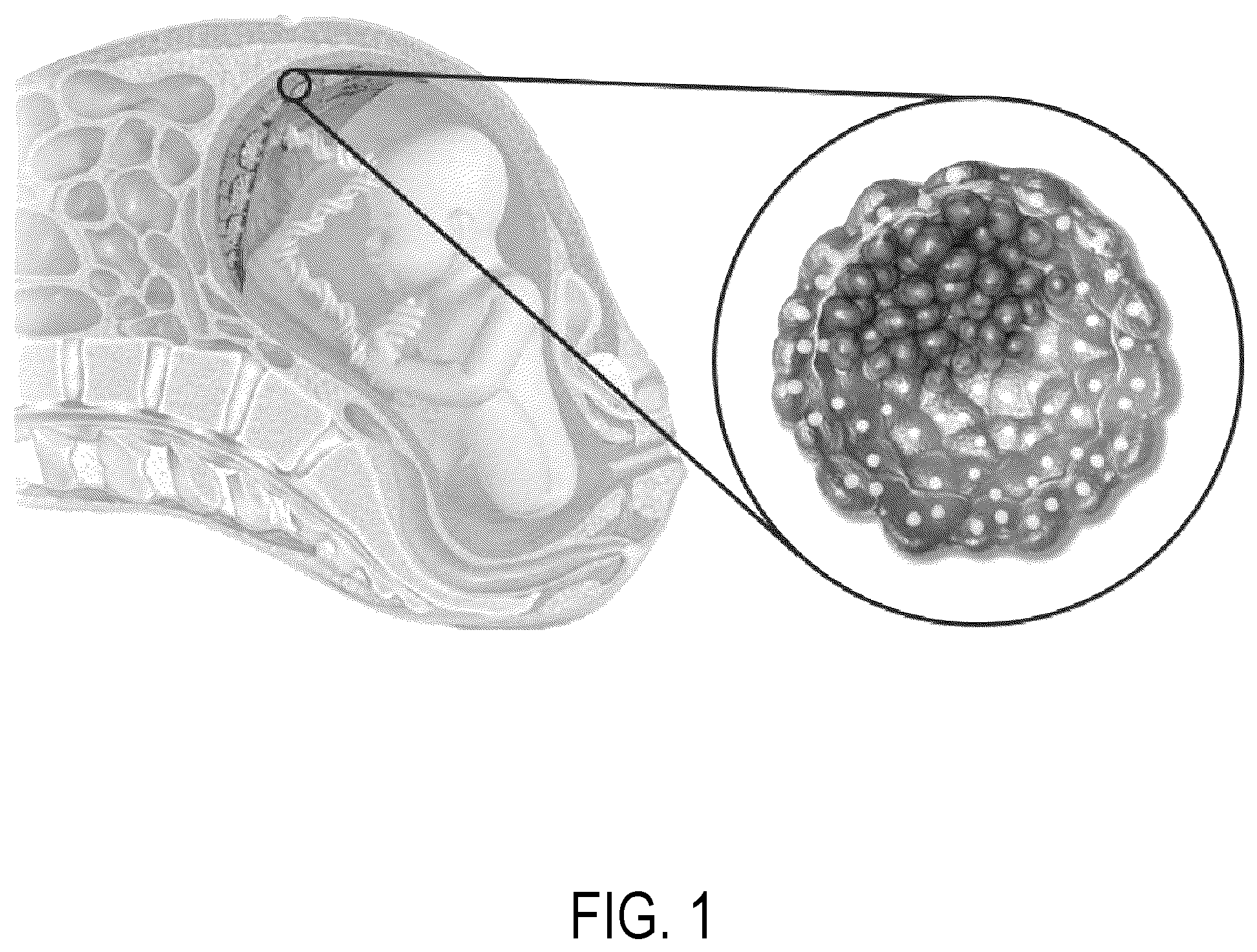 Patent US12297458 Figure 1 – Personalized cells, tissues, and organs for transplantation from a humanized, bespoke, designated-pathogen free, (non-human) donor and methods and products relating to same