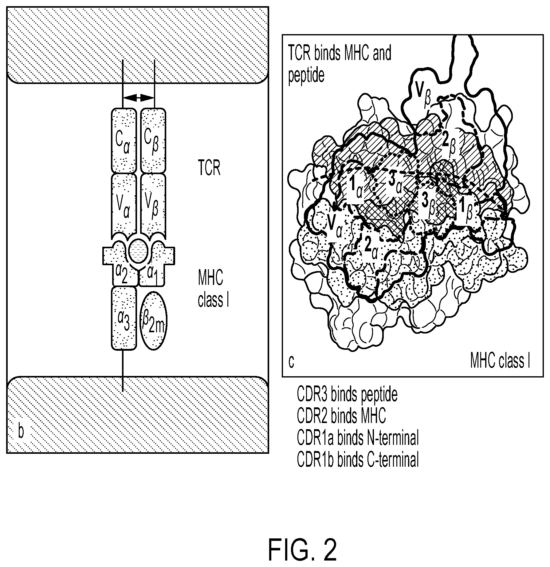 Patent US12297458 Figure 2 – Personalized cells, tissues, and organs for transplantation from a humanized, bespoke, designated-pathogen free, (non-human) donor and methods and products relating to same
