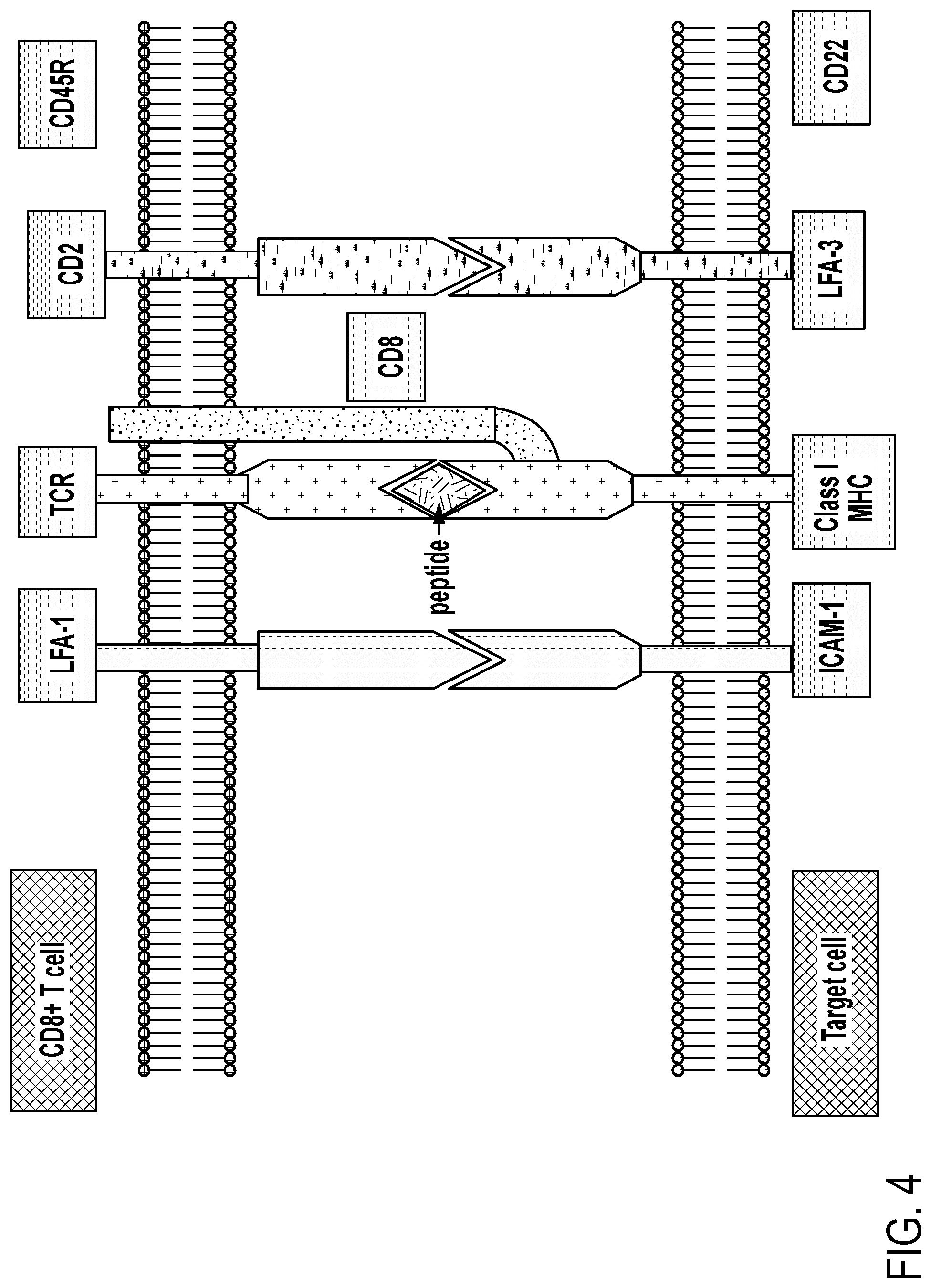 Patent US12297458 Figure 4 – Personalized cells, tissues, and organs for transplantation from a humanized, bespoke, designated-pathogen free, (non-human) donor and methods and products relating to same