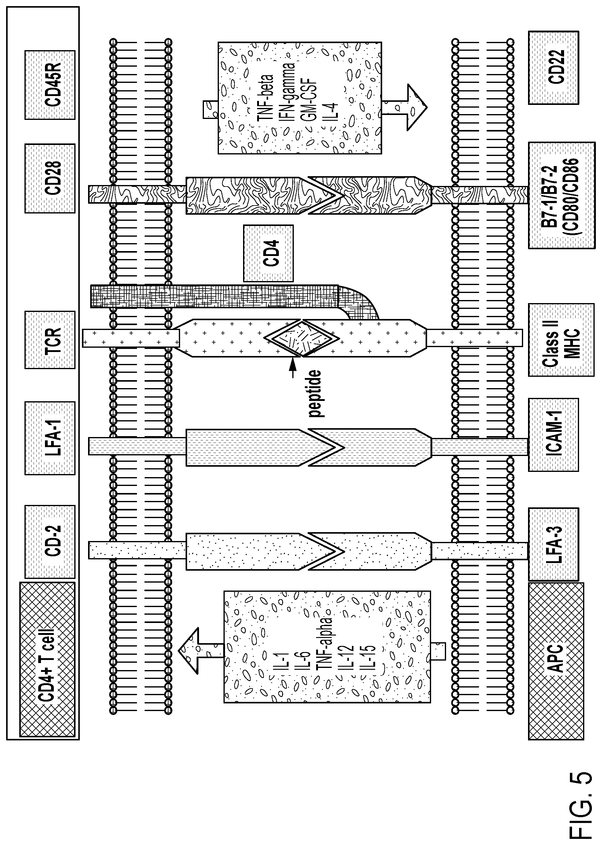 Patent US12297458 Figure 5 – Personalized cells, tissues, and organs for transplantation from a humanized, bespoke, designated-pathogen free, (non-human) donor and methods and products relating to same