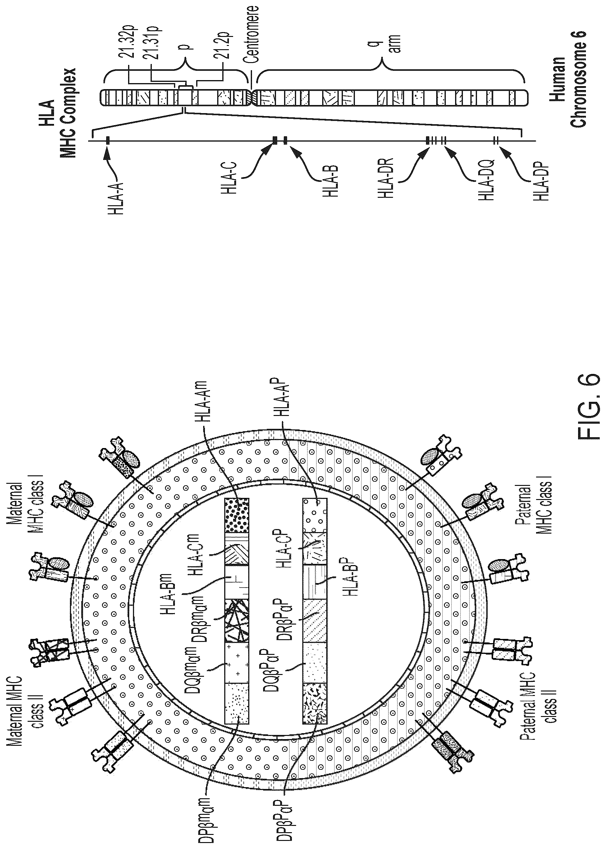 Patent US12297458 Figure 6 – Personalized cells, tissues, and organs for transplantation from a humanized, bespoke, designated-pathogen free, (non-human) donor and methods and products relating to same