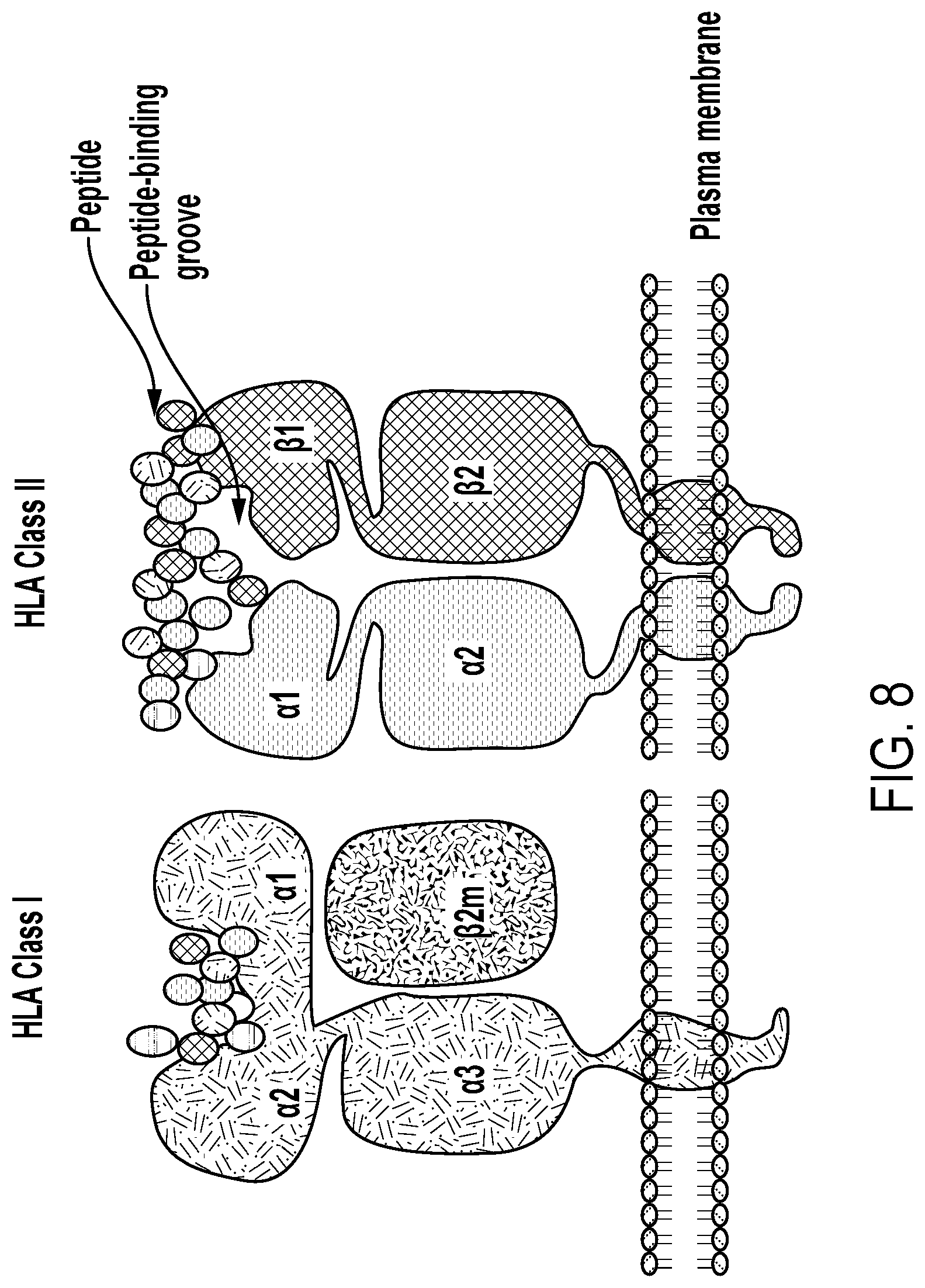 Patent US12297458 Figure 8 – Personalized cells, tissues, and organs for transplantation from a humanized, bespoke, designated-pathogen free, (non-human) donor and methods and products relating to same