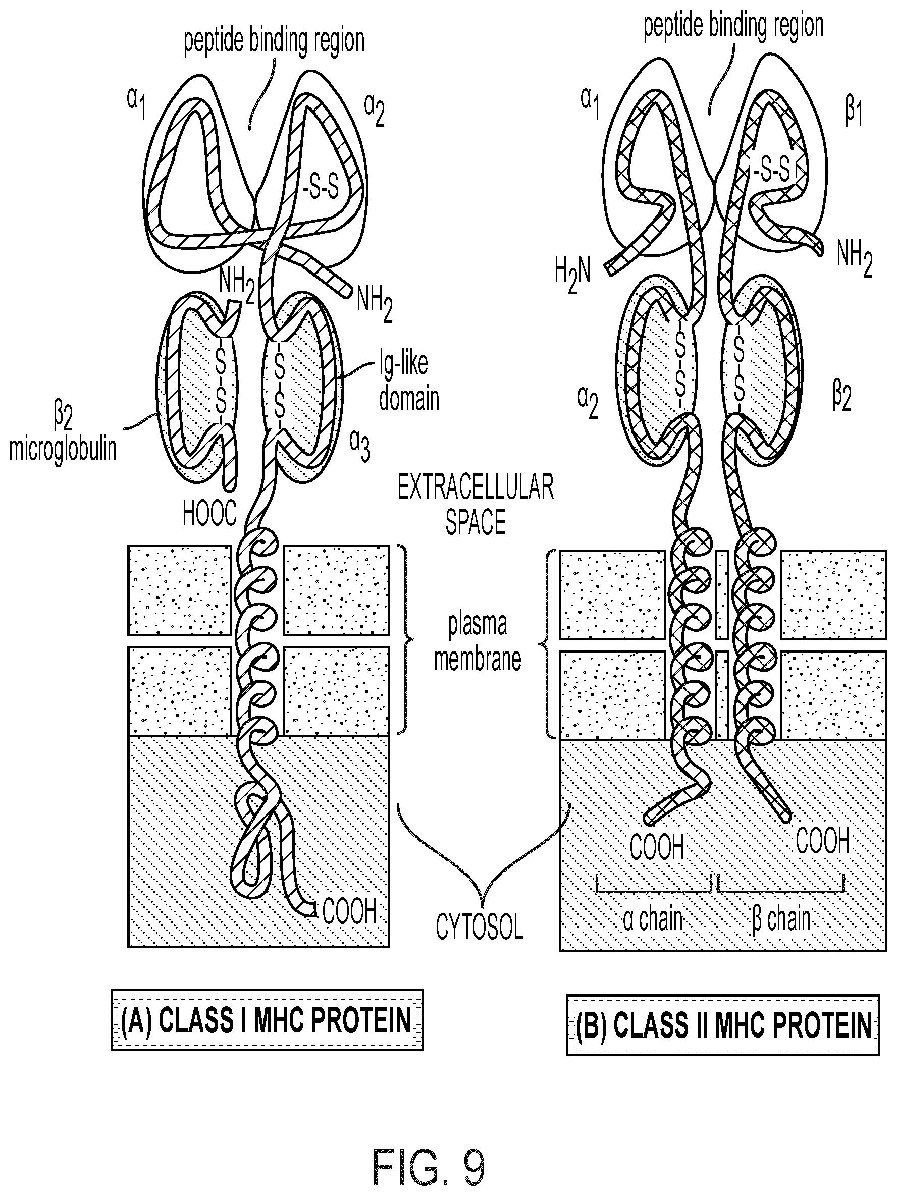 Patent US12297458 Figure 9 – Personalized cells, tissues, and organs for transplantation from a humanized, bespoke, designated-pathogen free, (non-human) donor and methods and products relating to same