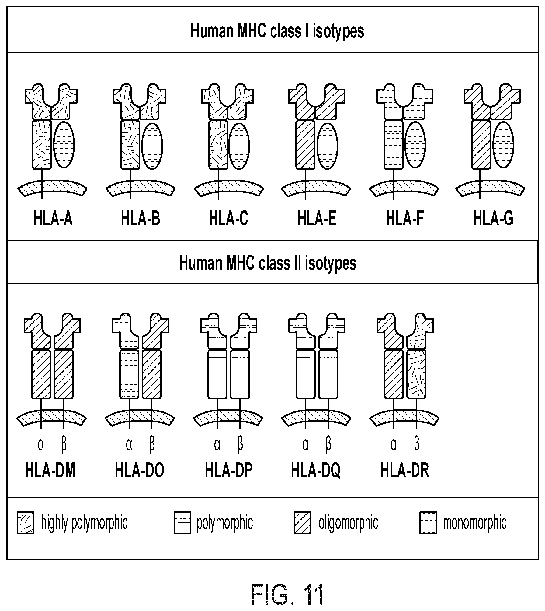 Patent US12297458 Figure 14 – Personalized cells, tissues, and organs for transplantation from a humanized, bespoke, designated-pathogen free, (non-human) donor and methods and products relating to same