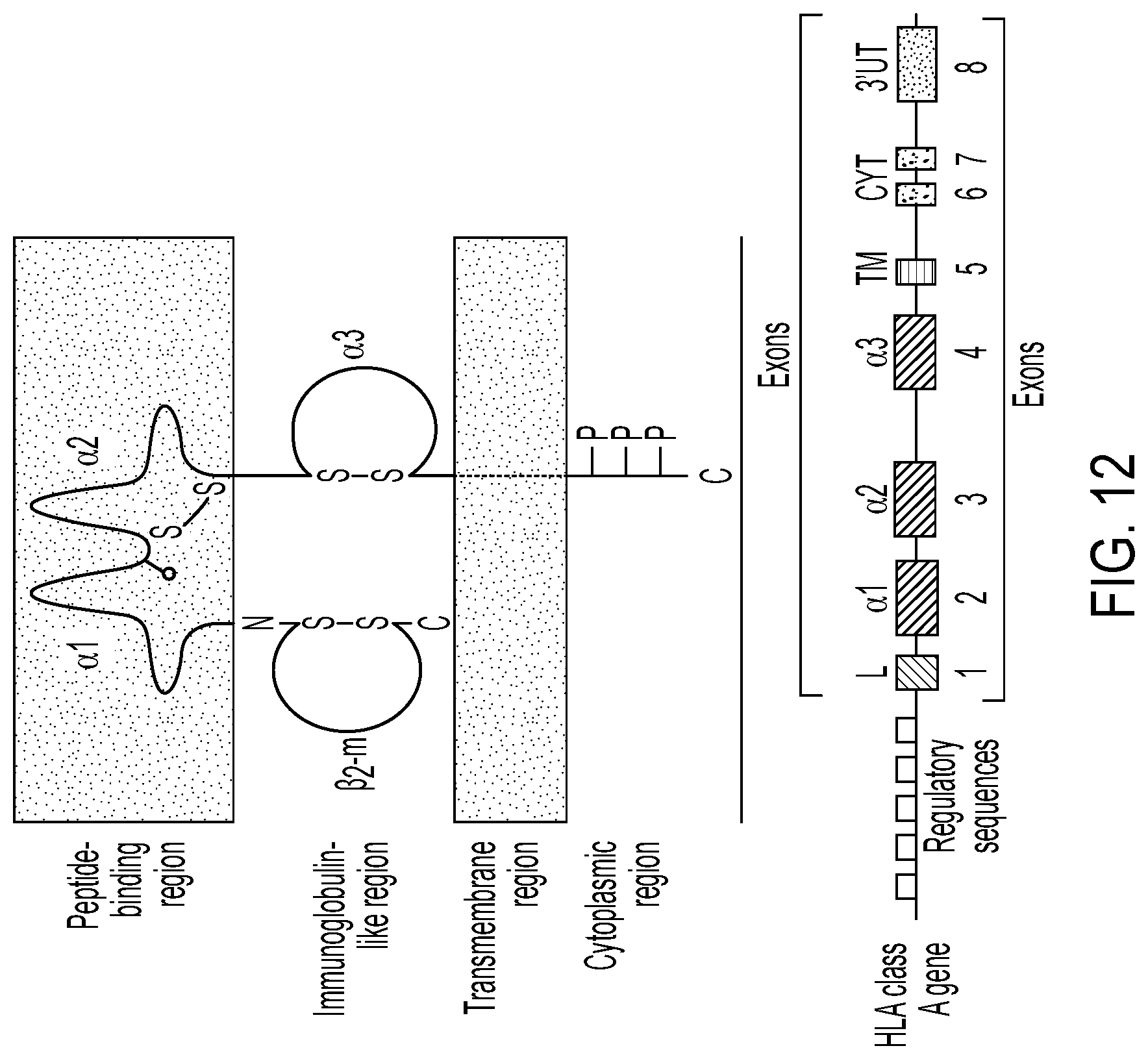 Patent US12297458 Figure 15 – Personalized cells, tissues, and organs for transplantation from a humanized, bespoke, designated-pathogen free, (non-human) donor and methods and products relating to same