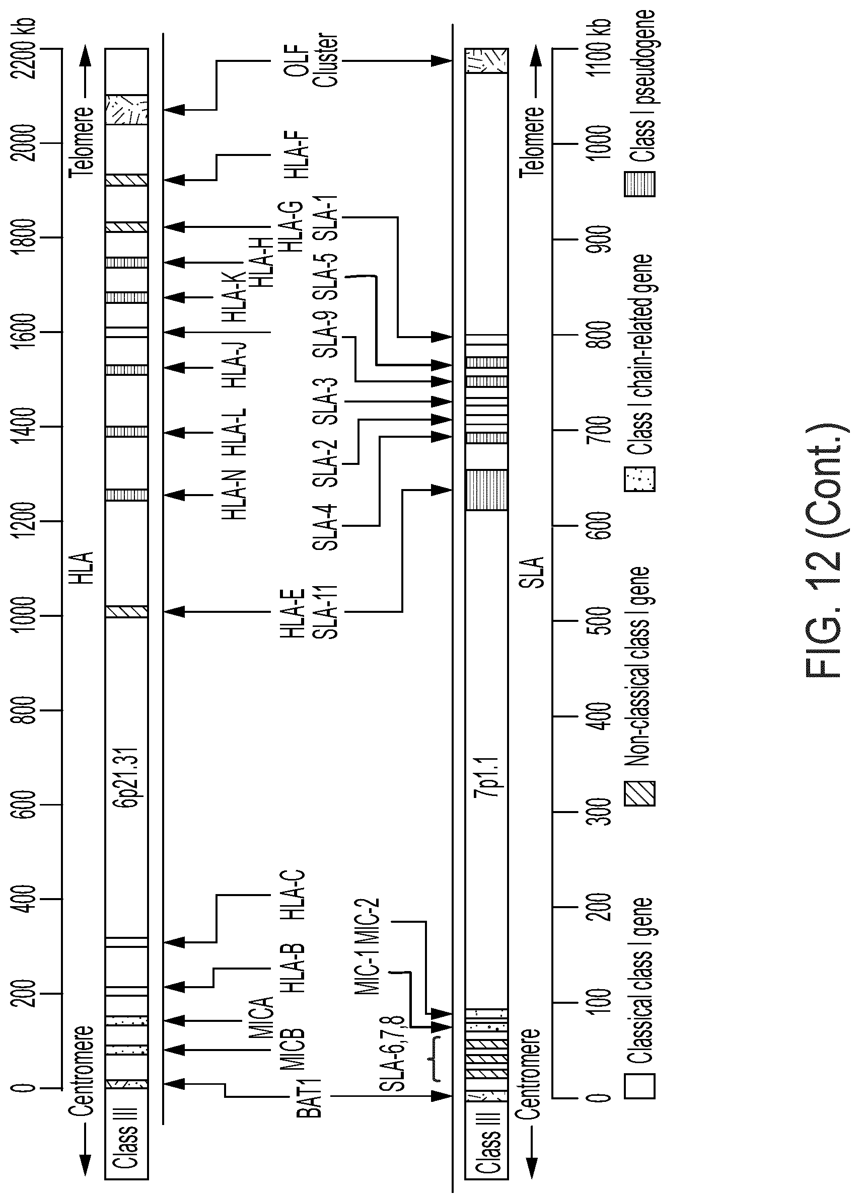 Patent US12297458 Figure 16 – Personalized cells, tissues, and organs for transplantation from a humanized, bespoke, designated-pathogen free, (non-human) donor and methods and products relating to same