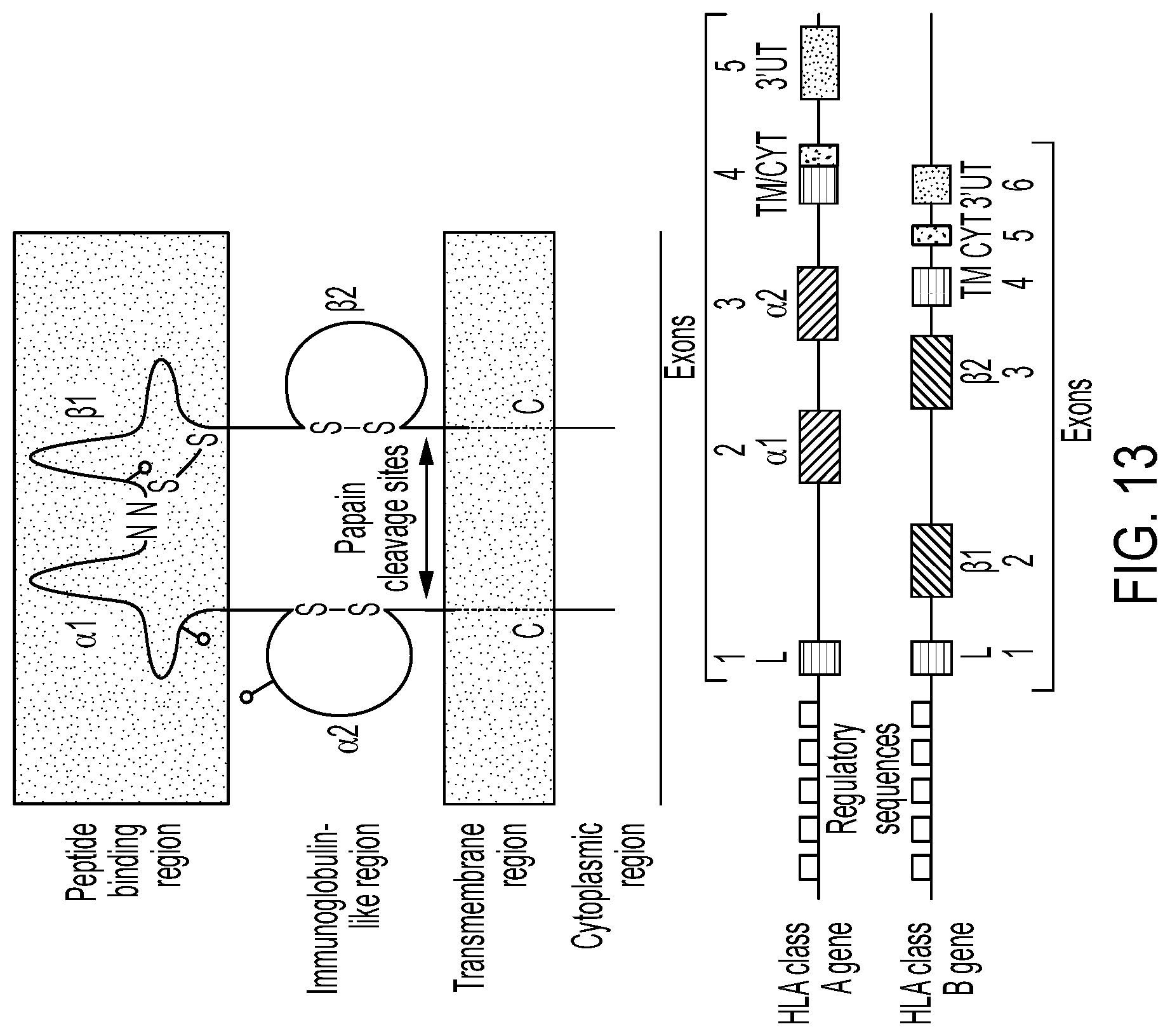 Patent US12297458 Figure 17 – Personalized cells, tissues, and organs for transplantation from a humanized, bespoke, designated-pathogen free, (non-human) donor and methods and products relating to same