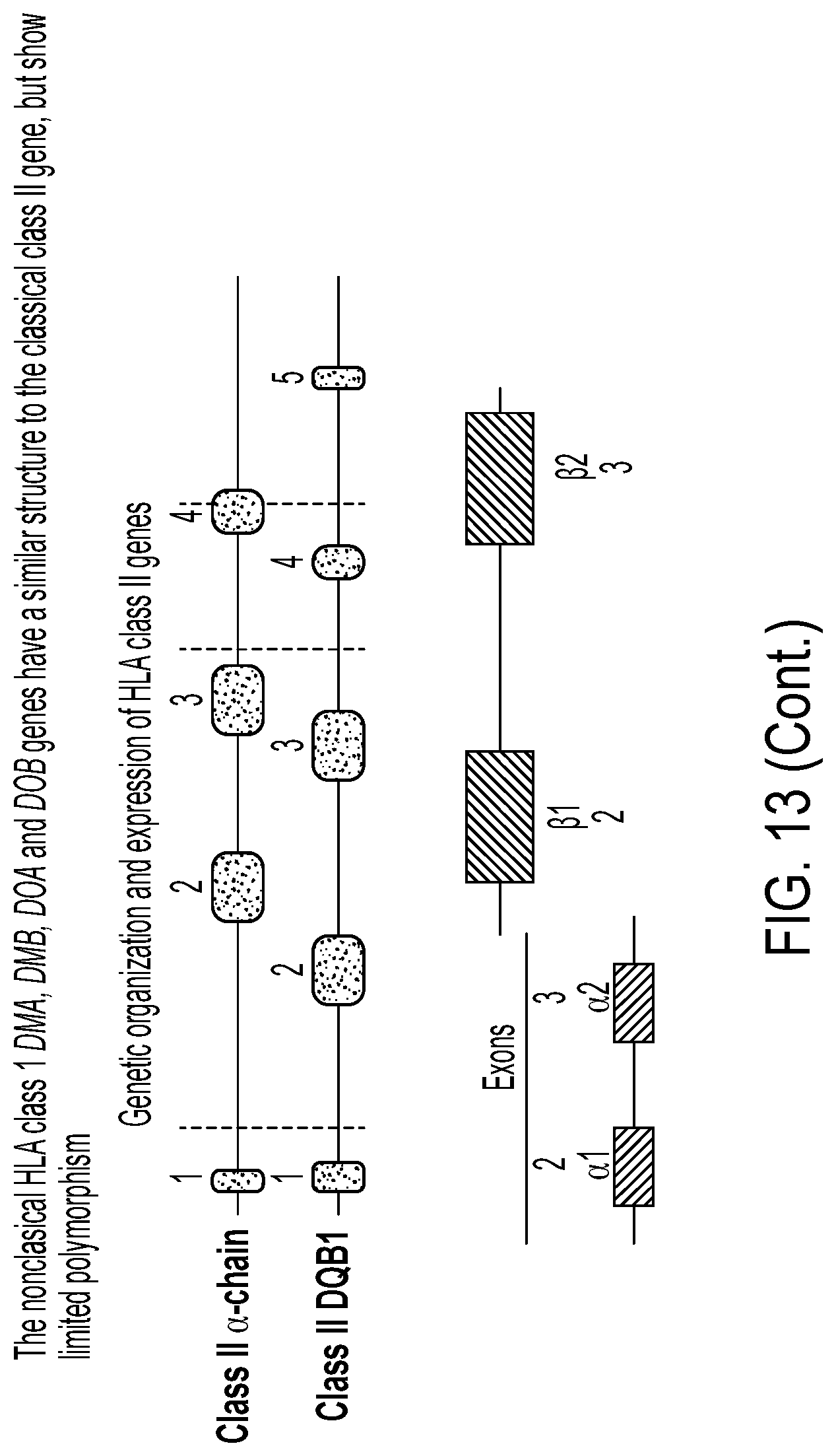 Patent US12297458 Figure 18 – Personalized cells, tissues, and organs for transplantation from a humanized, bespoke, designated-pathogen free, (non-human) donor and methods and products relating to same