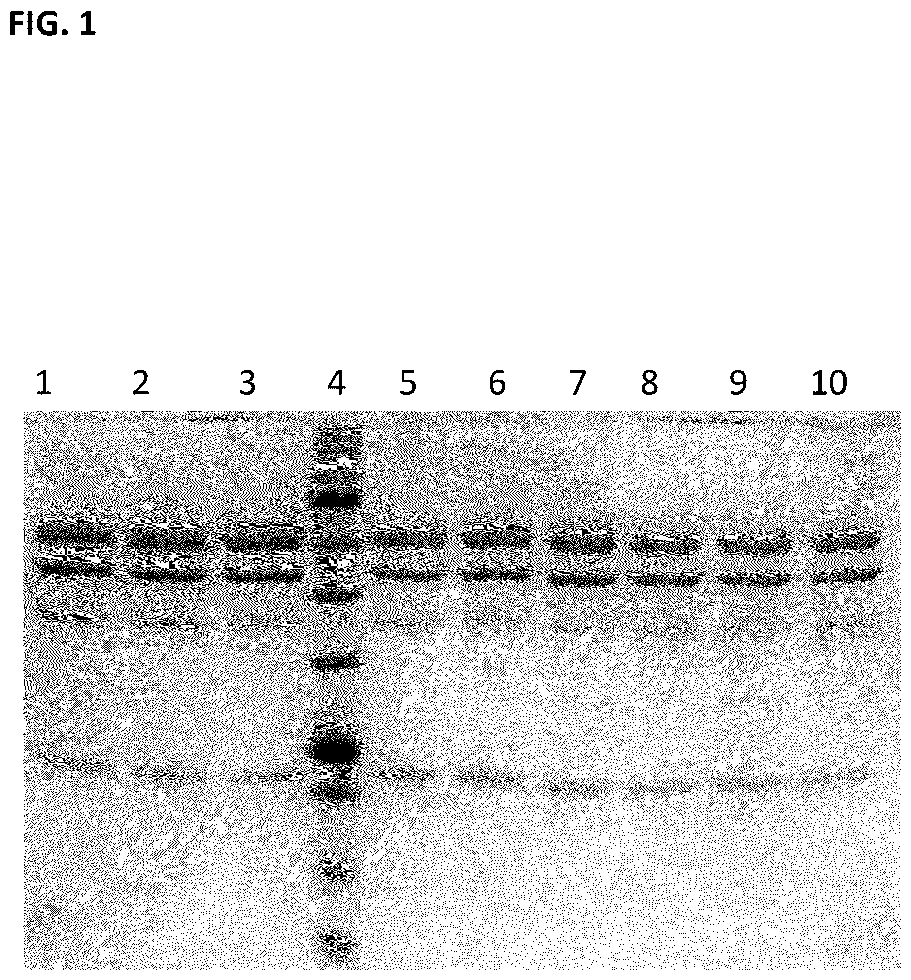 Patent US12297461 — Methods of producing and characterizing virus vaccine and virus vaccine composition — Figure 1