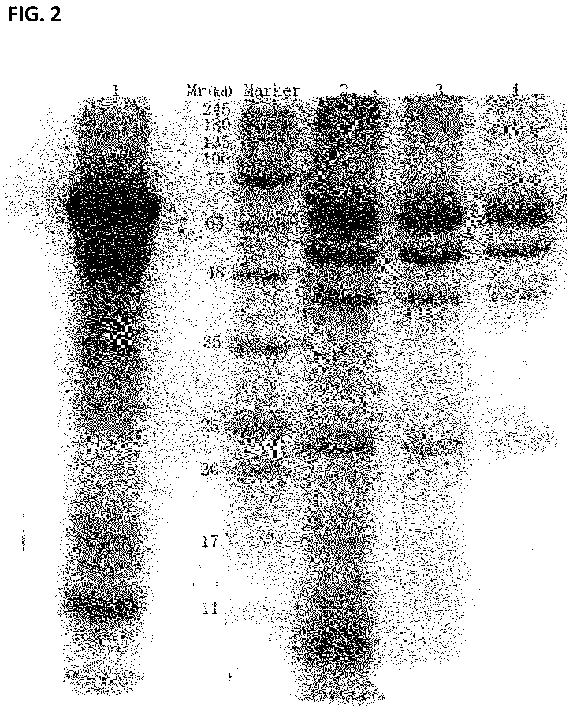 Patent US12297461 Figure 2 – Methods of producing and characterizing virus vaccine and virus vaccine composition