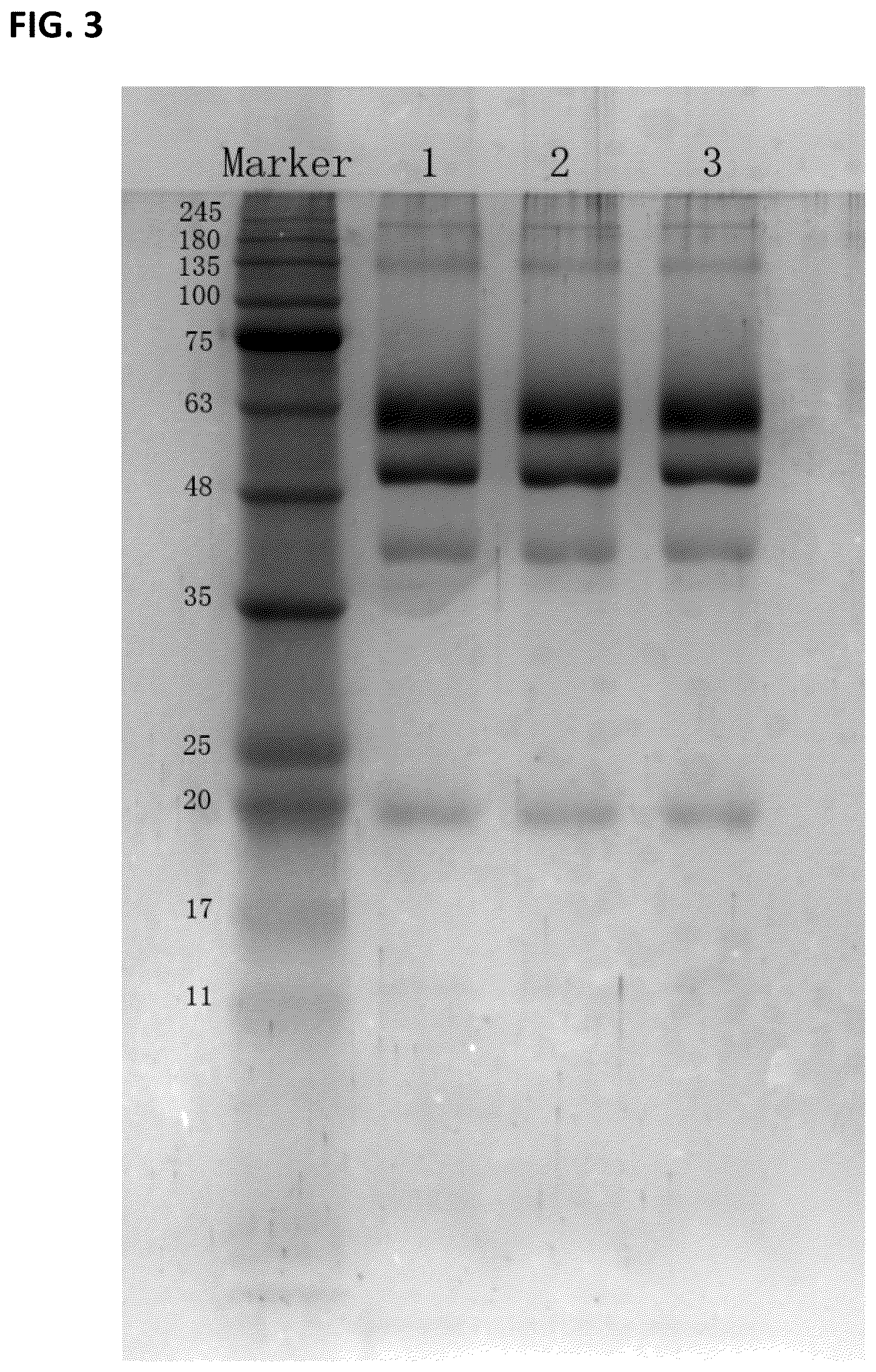 Patent US12297461 Figure 3 – Methods of producing and characterizing virus vaccine and virus vaccine composition