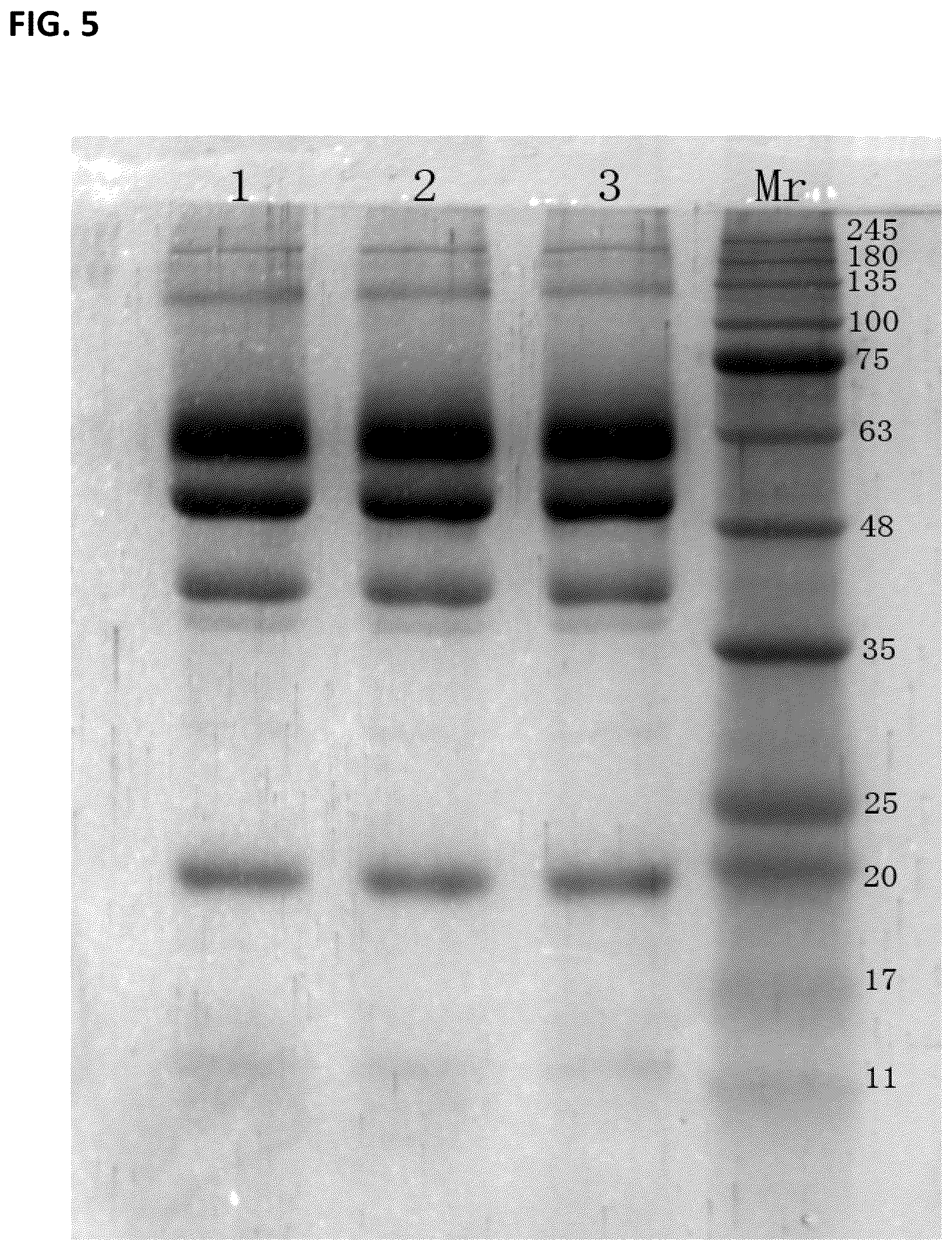 Patent US12297461 Figure 5 – Methods of producing and characterizing virus vaccine and virus vaccine composition