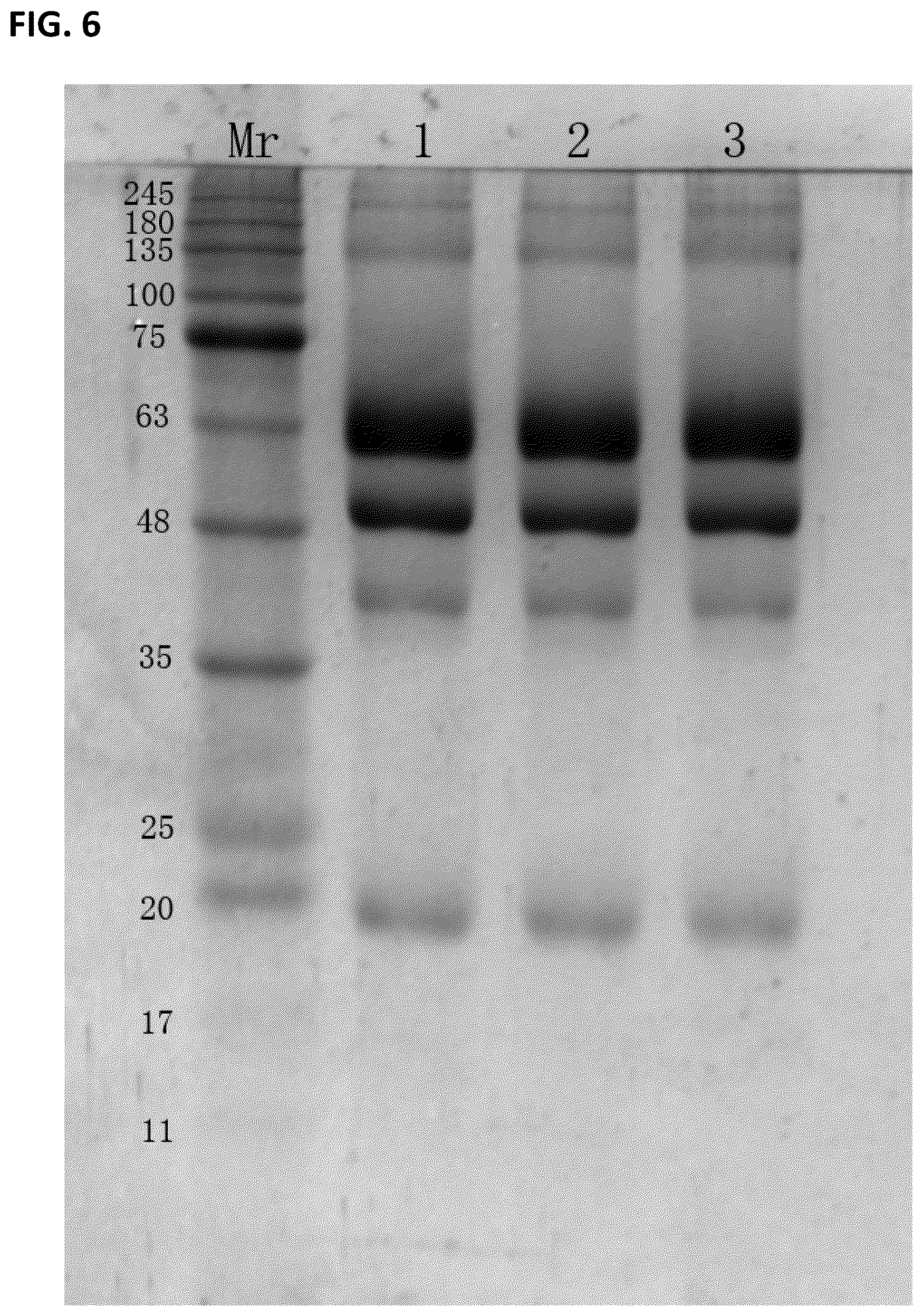 Patent US12297461 Figure 6 – Methods of producing and characterizing virus vaccine and virus vaccine composition