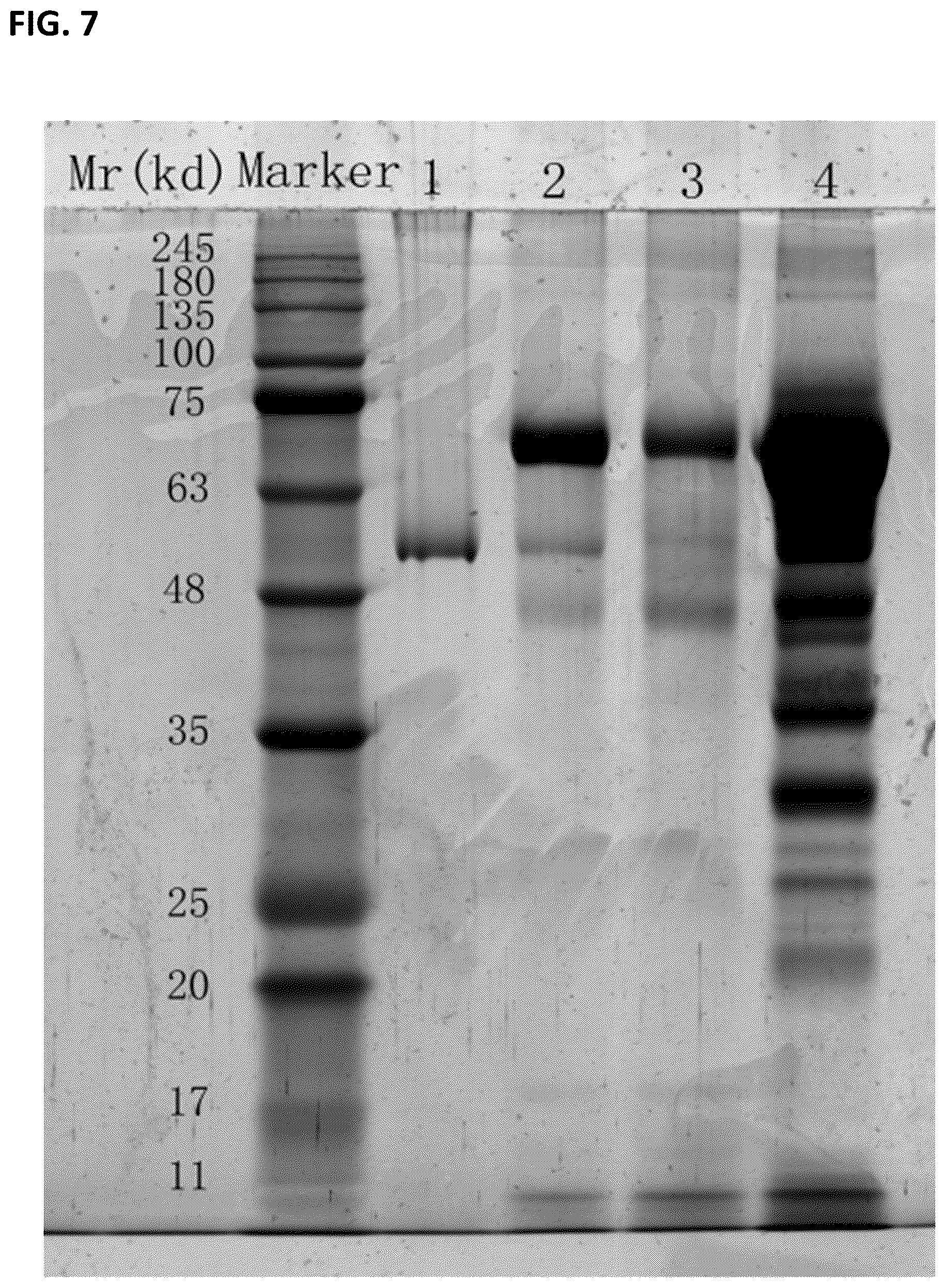 Patent US12297461 Figure 7 – Methods of producing and characterizing virus vaccine and virus vaccine composition