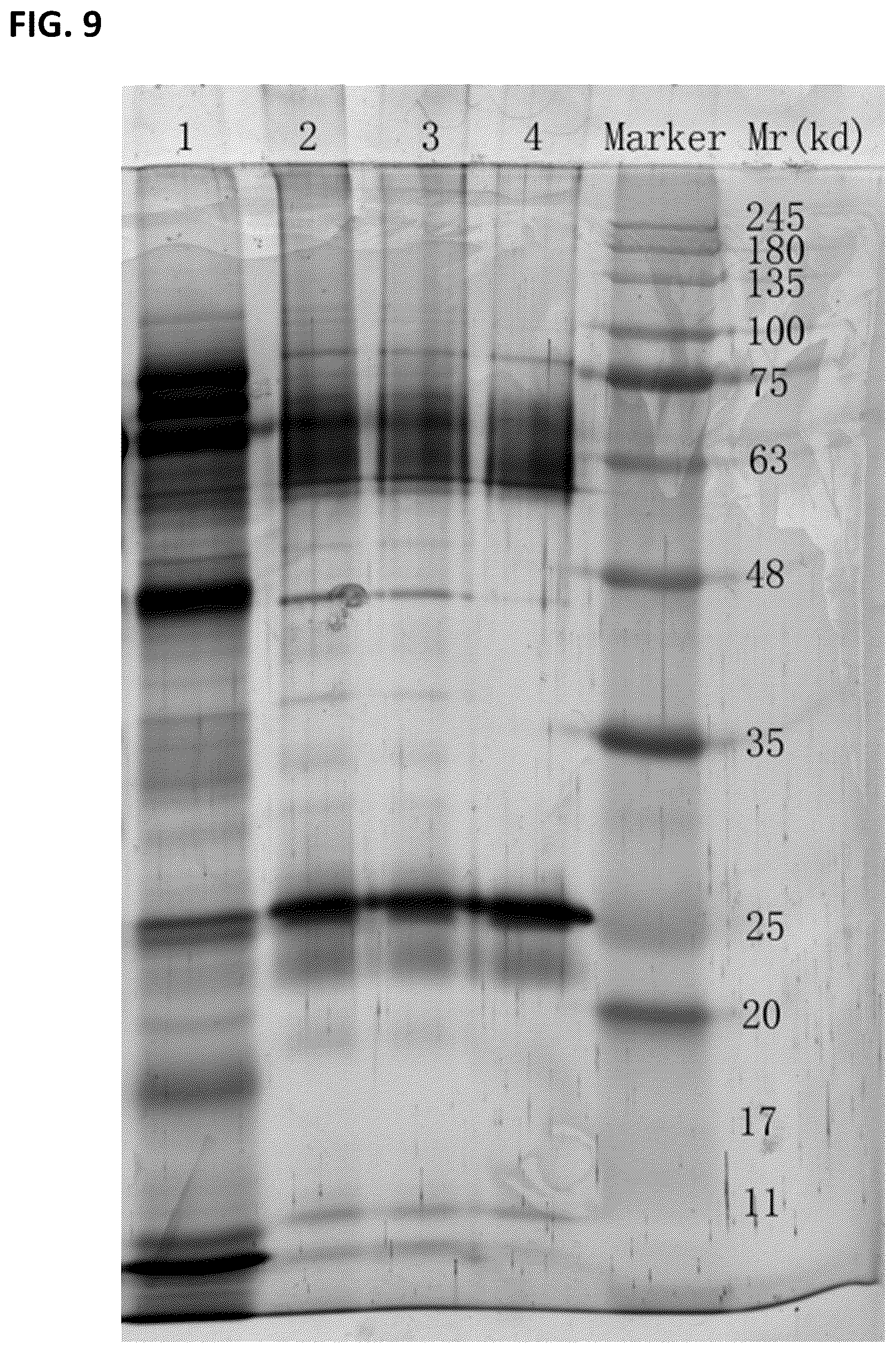 Patent US12297461 Figure 9 – Methods of producing and characterizing virus vaccine and virus vaccine composition