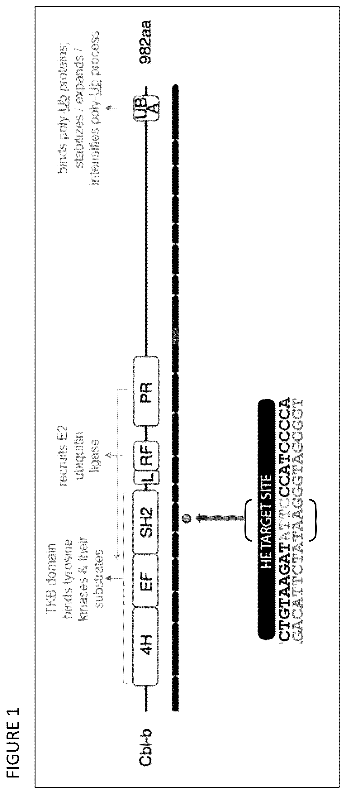 Patent US12297465 Figure 1 – CBLB endonuclease variants, compositions, and methods of use