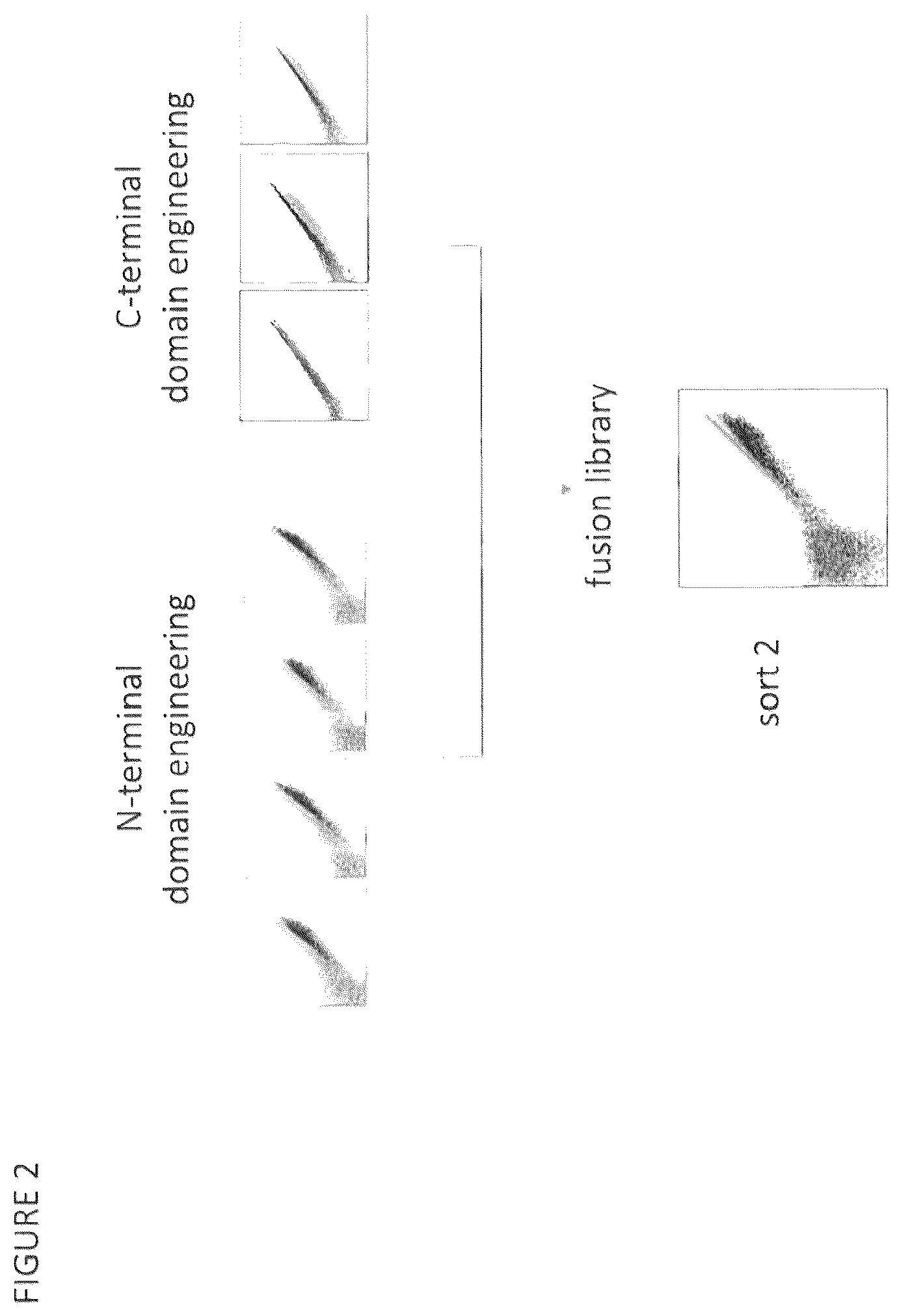 Patent US12297465 Figure 2 – CBLB endonuclease variants, compositions, and methods of use