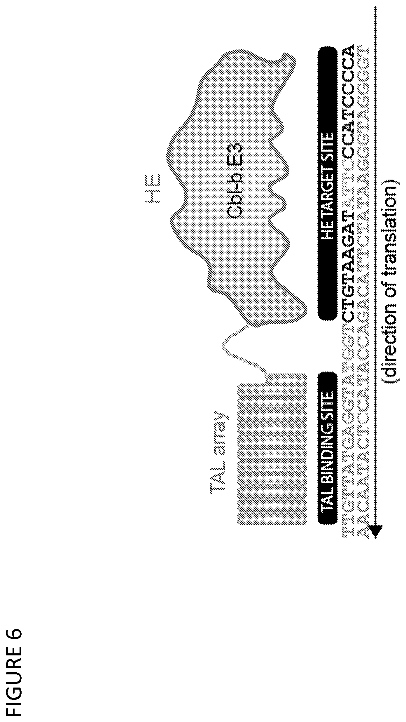 Patent US12297465 Figure 8 – CBLB endonuclease variants, compositions, and methods of use