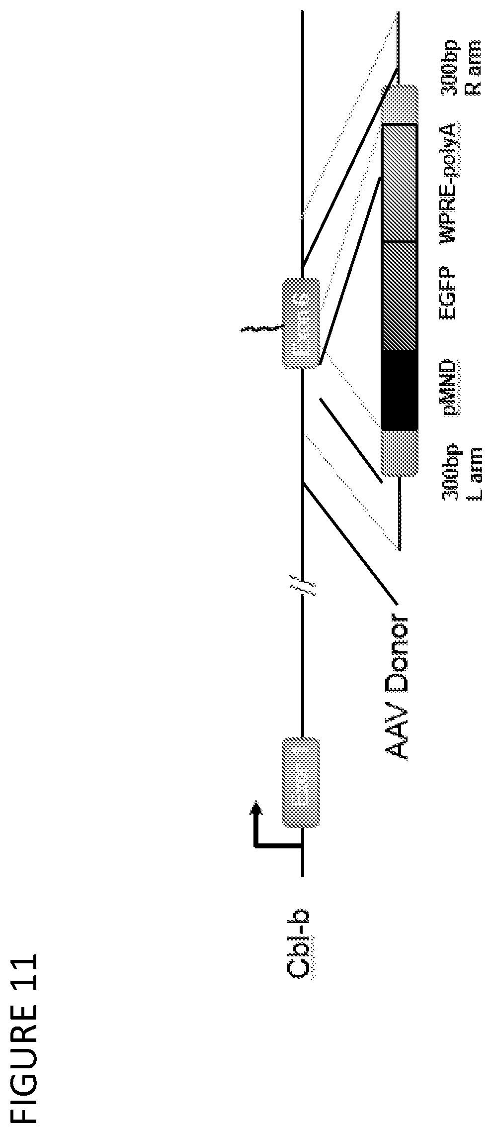 Patent US12297465 Figure 13 – CBLB endonuclease variants, compositions, and methods of use