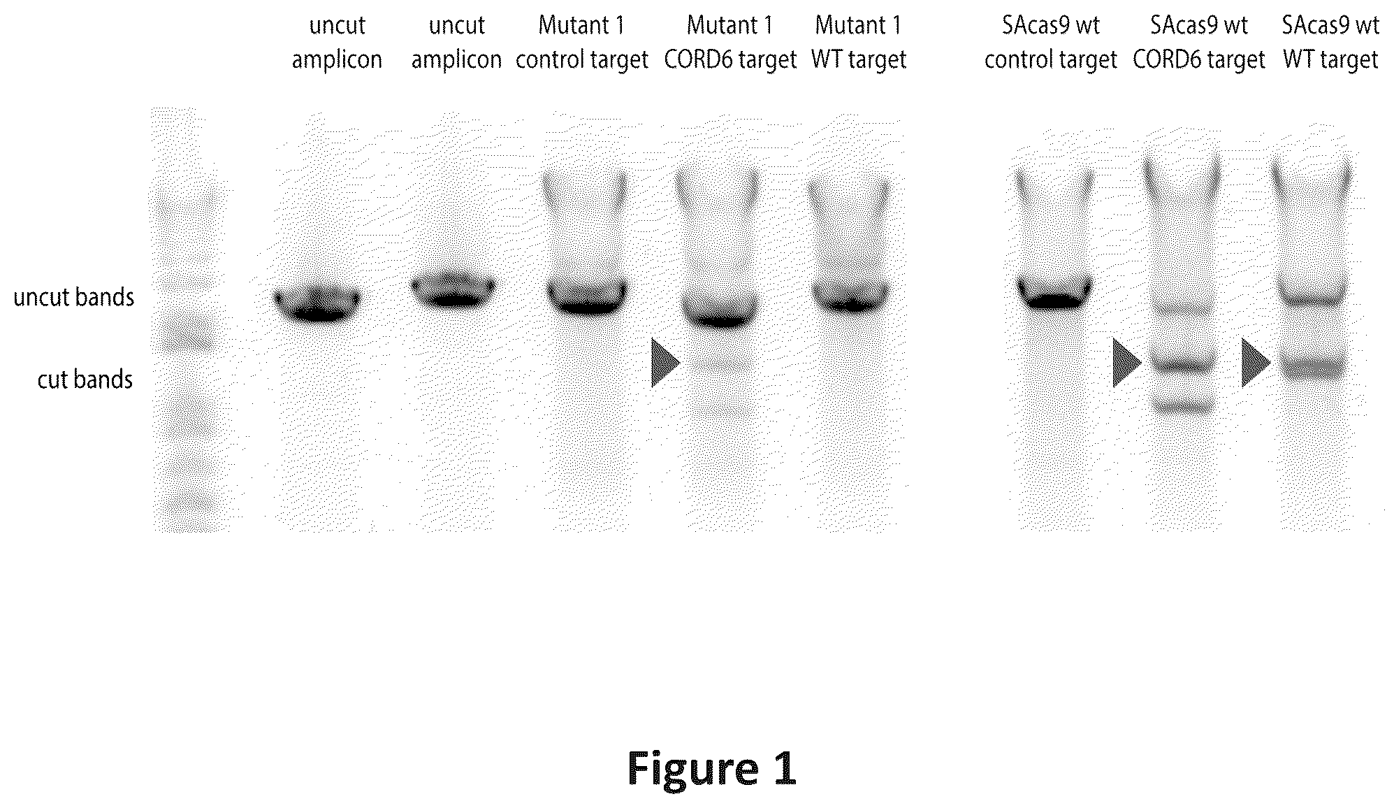Patent US12297466 Figure 1 – Engineered Cas9 nucleases