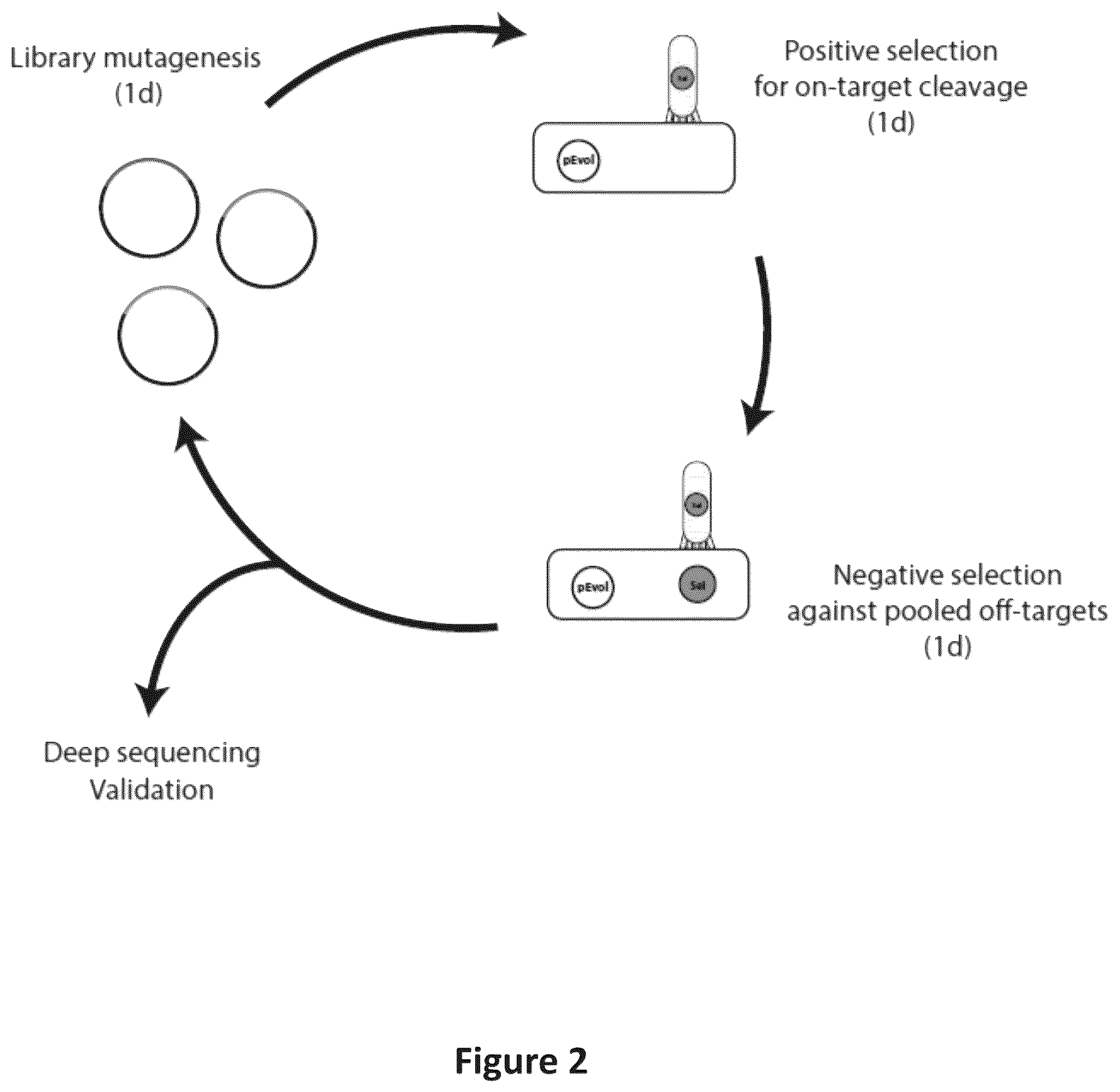 Patent US12297466 Figure 2 – Engineered Cas9 nucleases