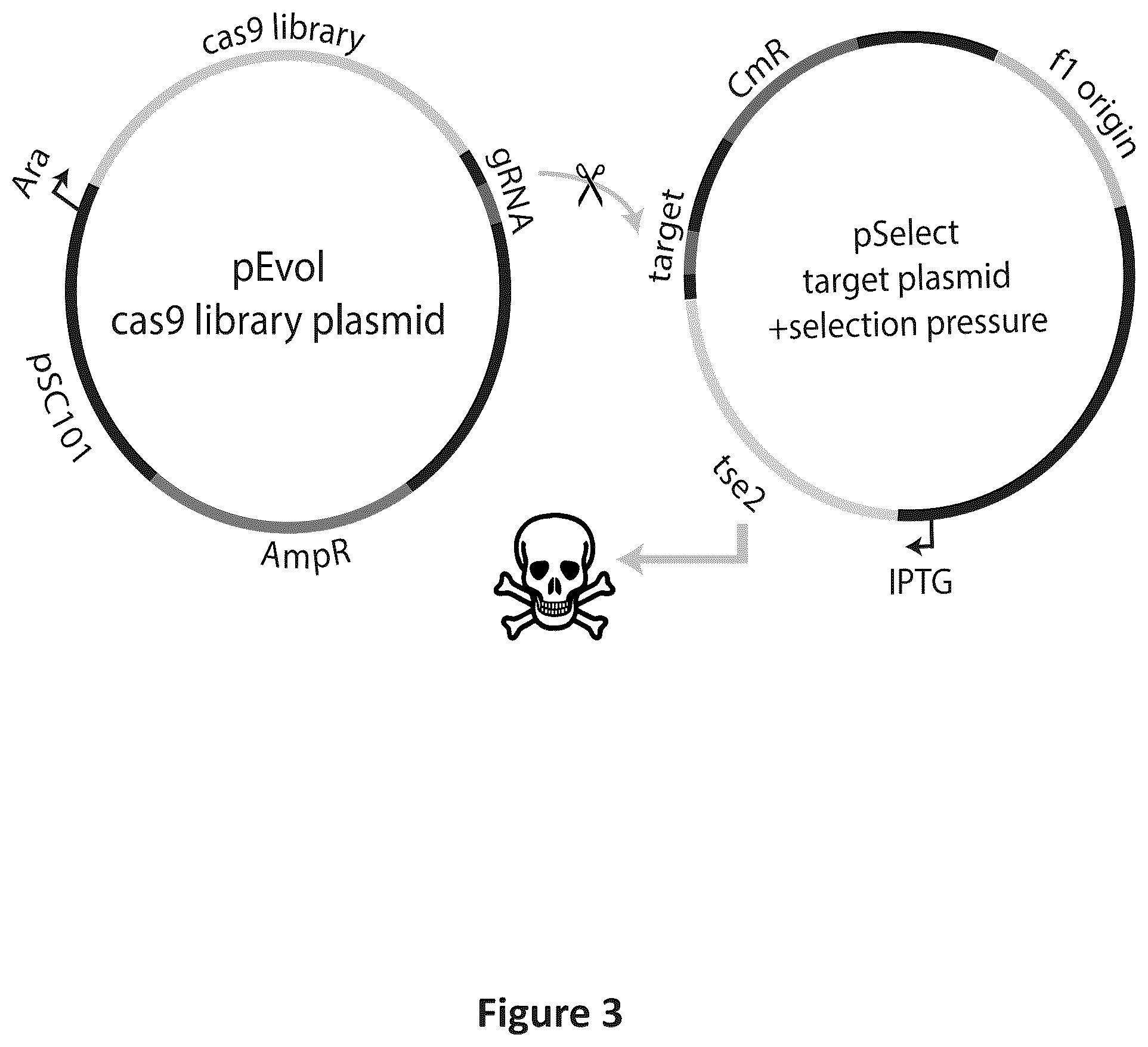 Patent US12297466 Figure 3 – Engineered Cas9 nucleases
