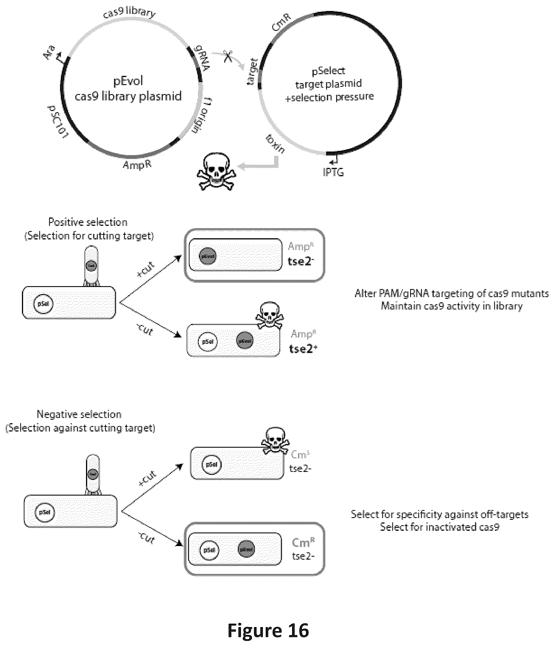Patent US12297466 Figure 17 – Engineered Cas9 nucleases