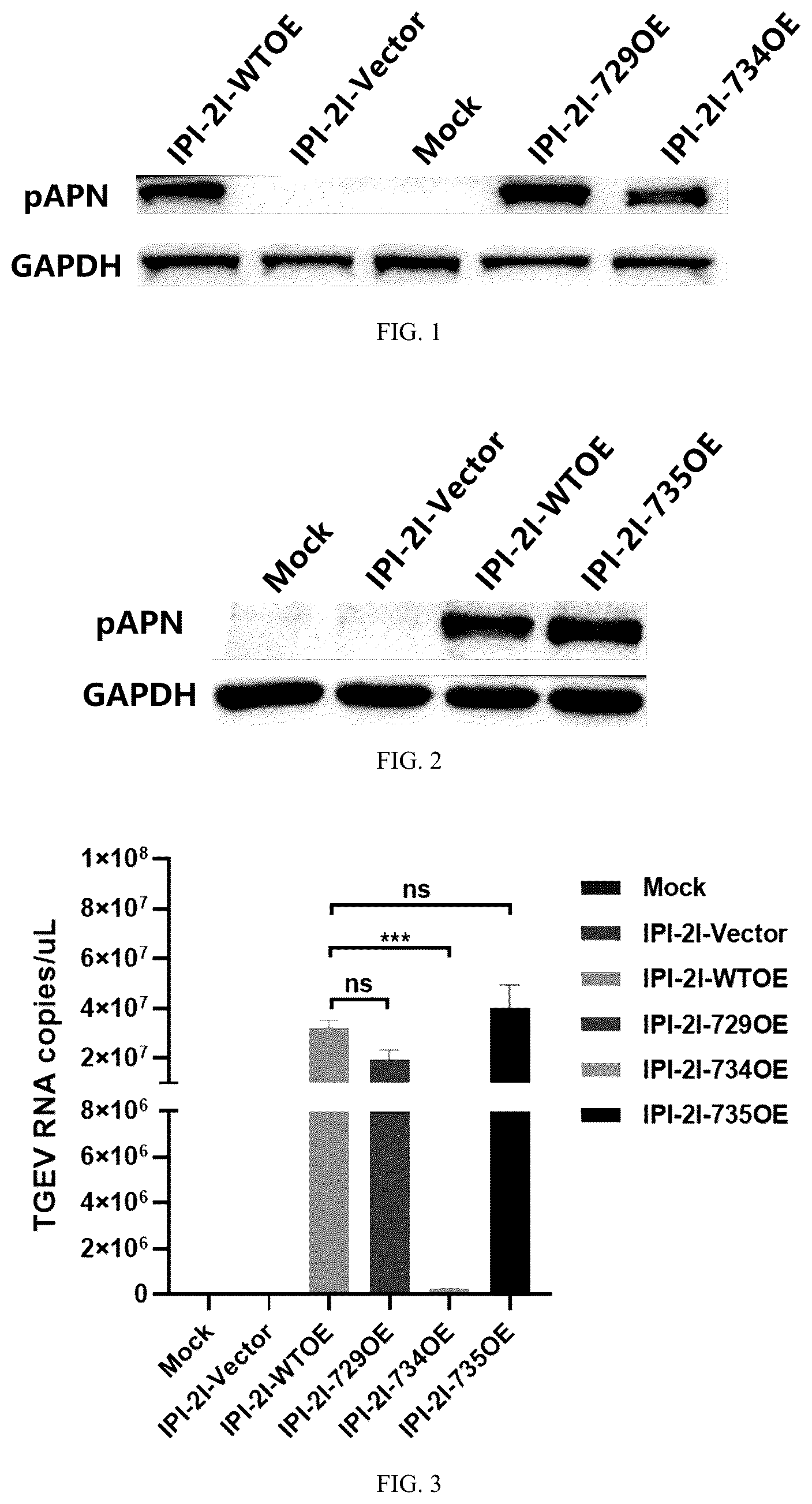 Patent US12297468 — pAPN mutant and composition for site-directed modification of pAPN gene and application thereof — Figure 1