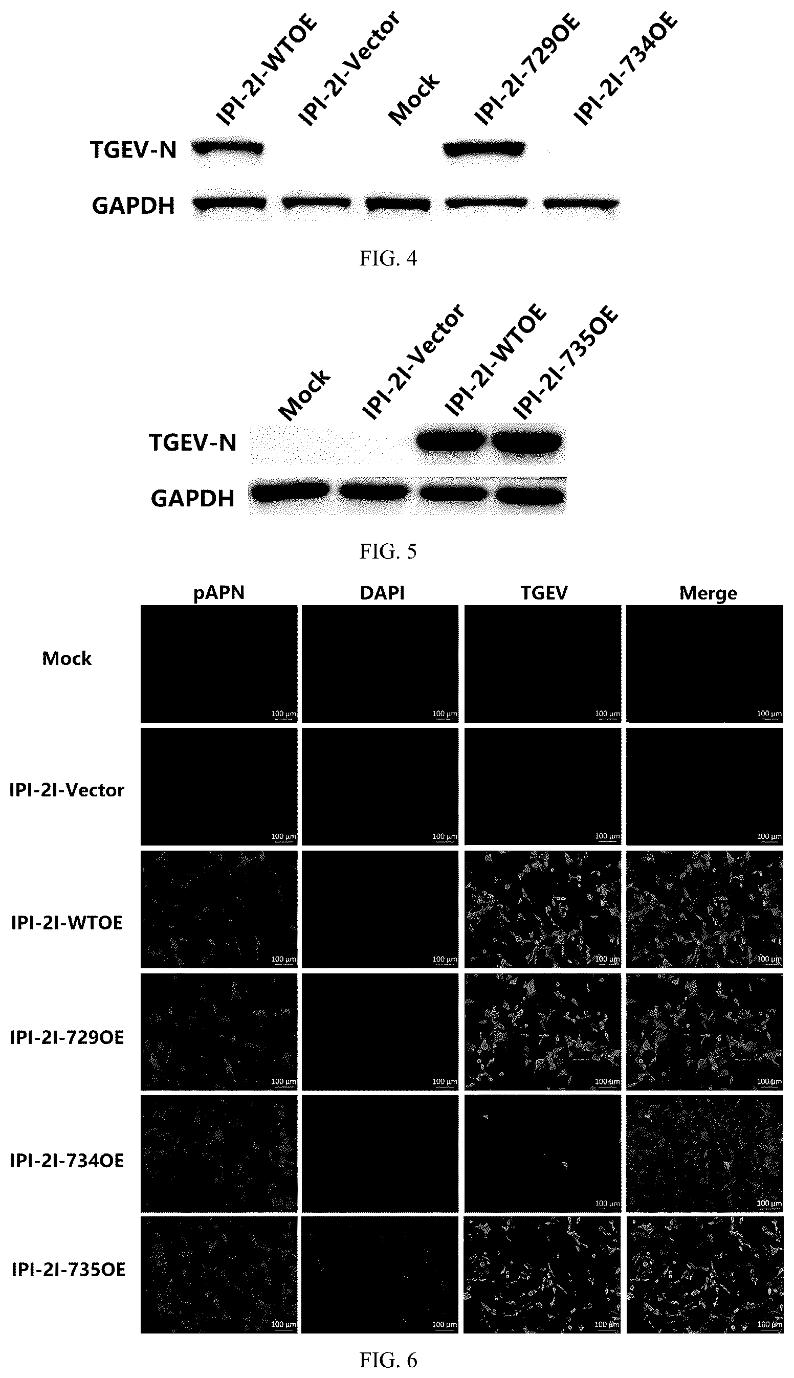 Patent US12297468 Figure 2 – pAPN mutant and composition for site-directed modification of pAPN gene and application thereof