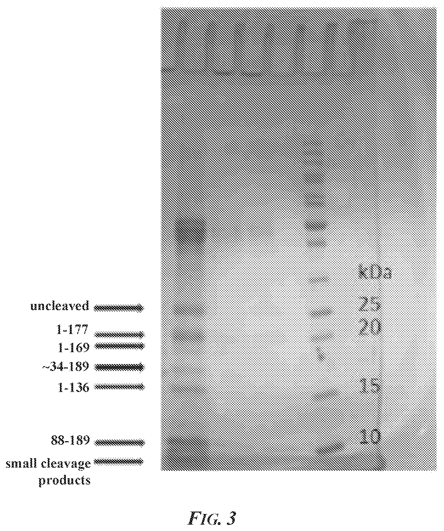 Patent US12297469 Figure 2 – Methods and compositions for inhibiting ADAM10 biological activities